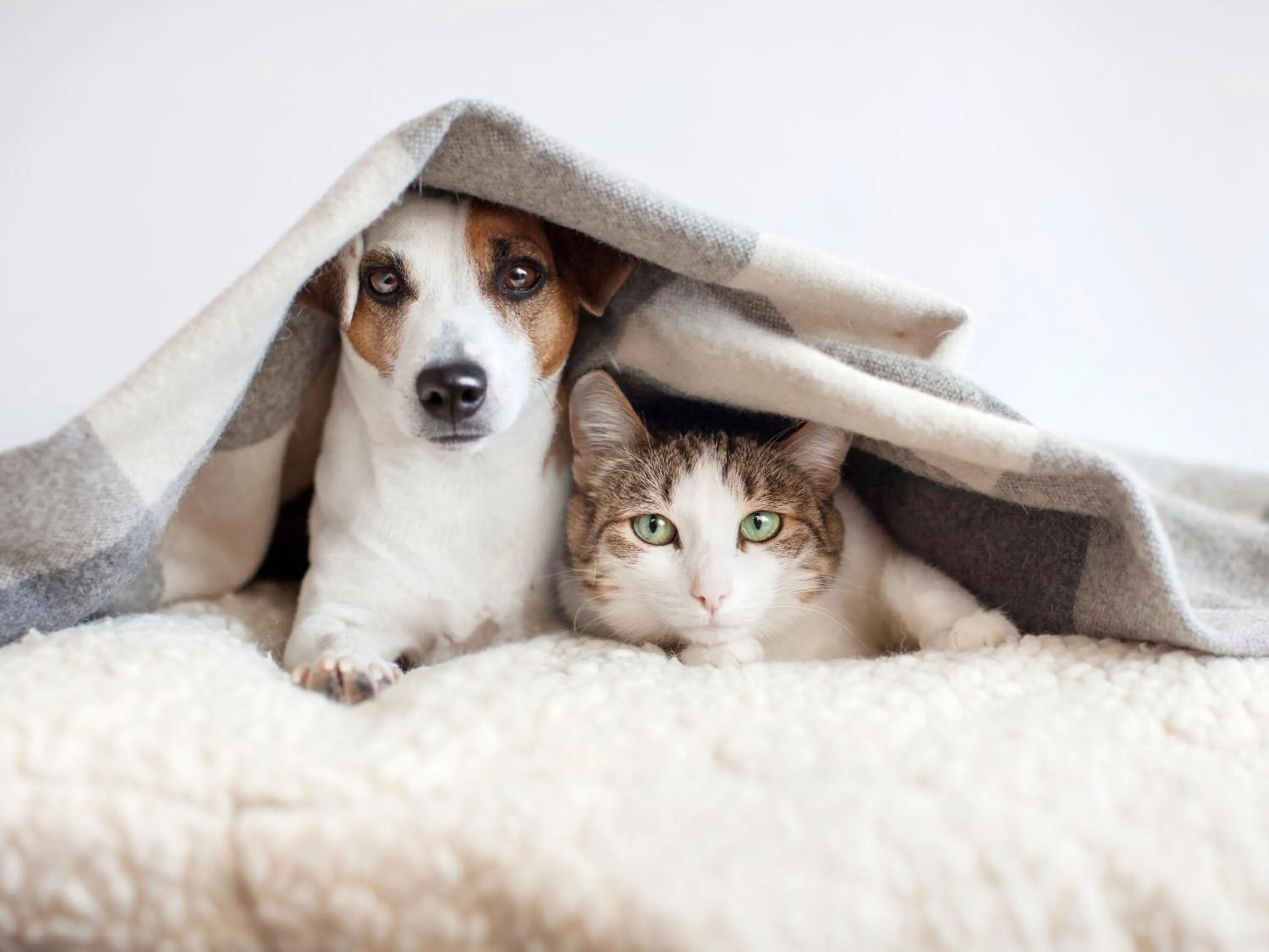 pet friendly in Hotel Galaico Sanxenxo