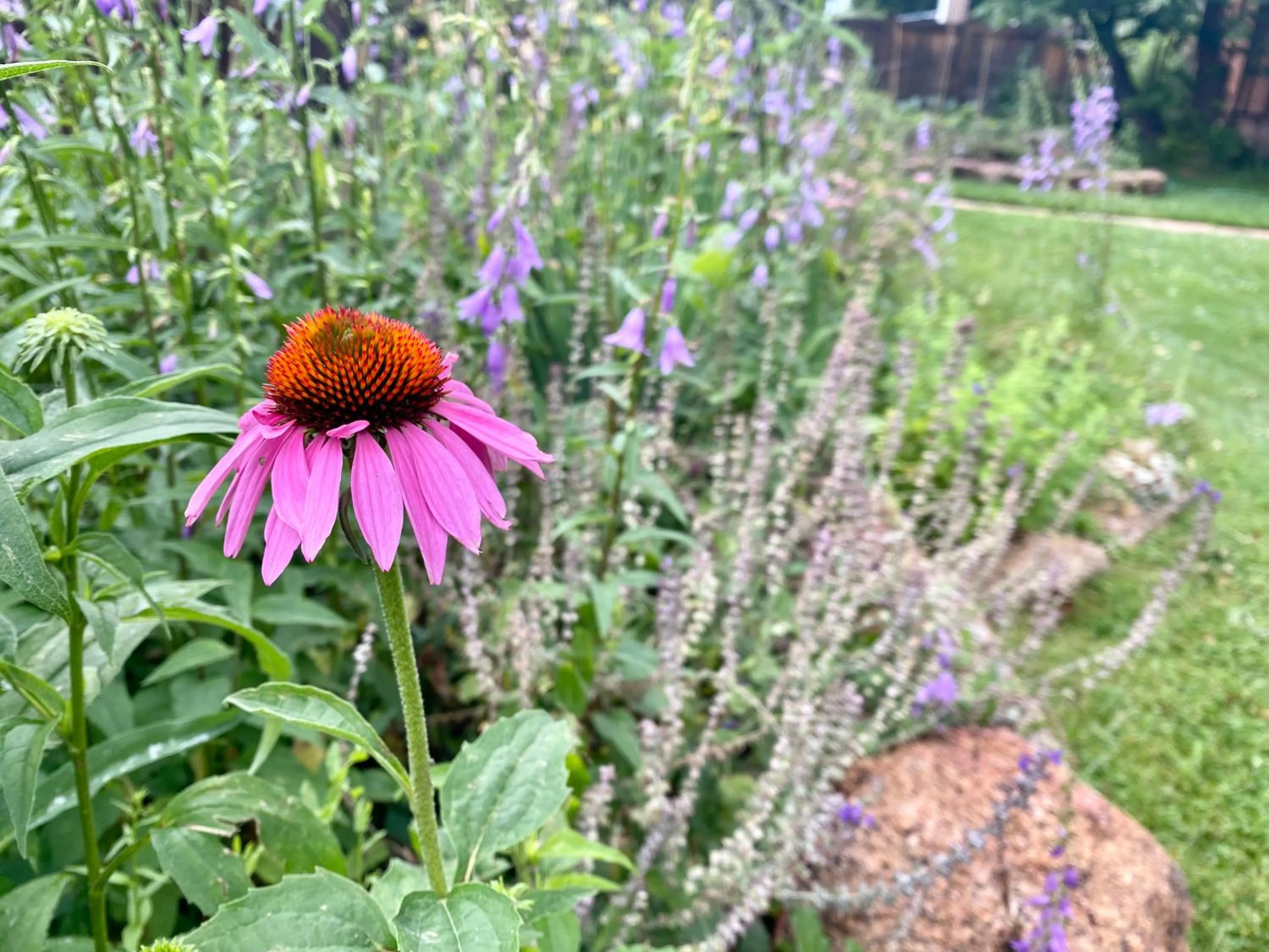 Garden in Boulder Guest House