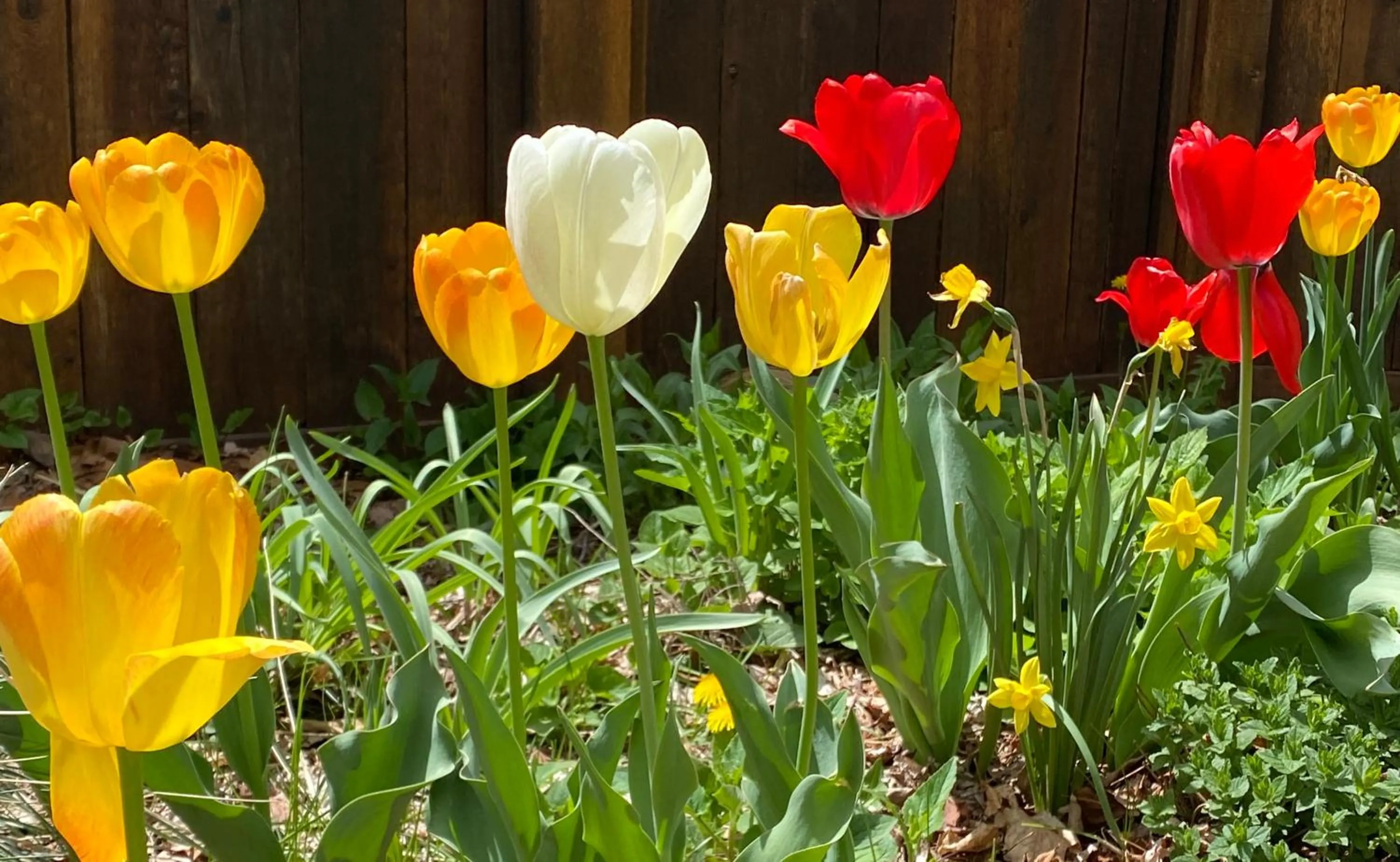Garden in Boulder Guest House