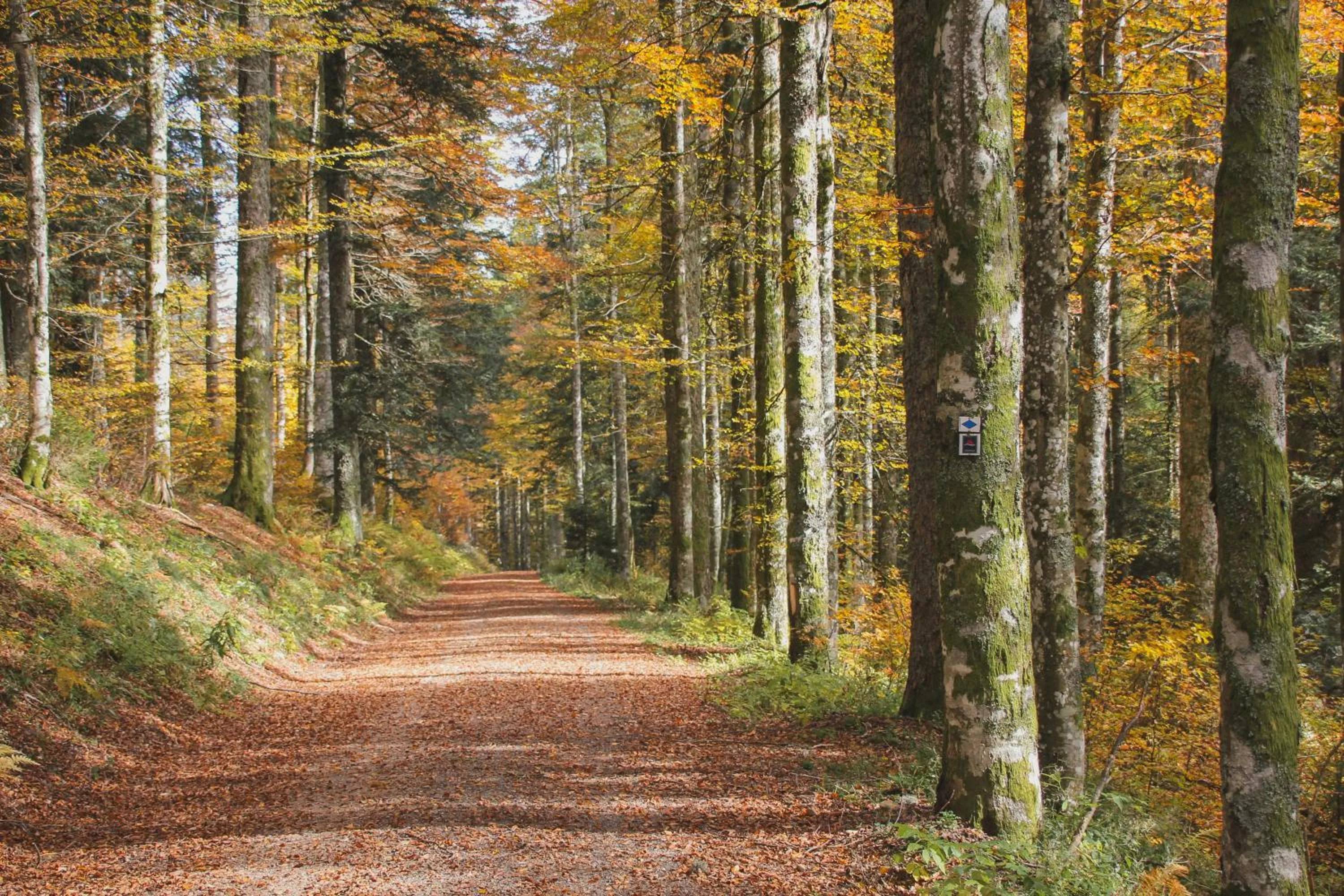 Off site in Hotel Schwarzwald-Resort Rößle