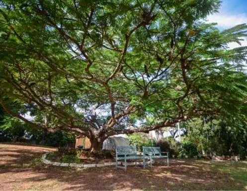 Garden in Benaraby Hilltop MotorInn