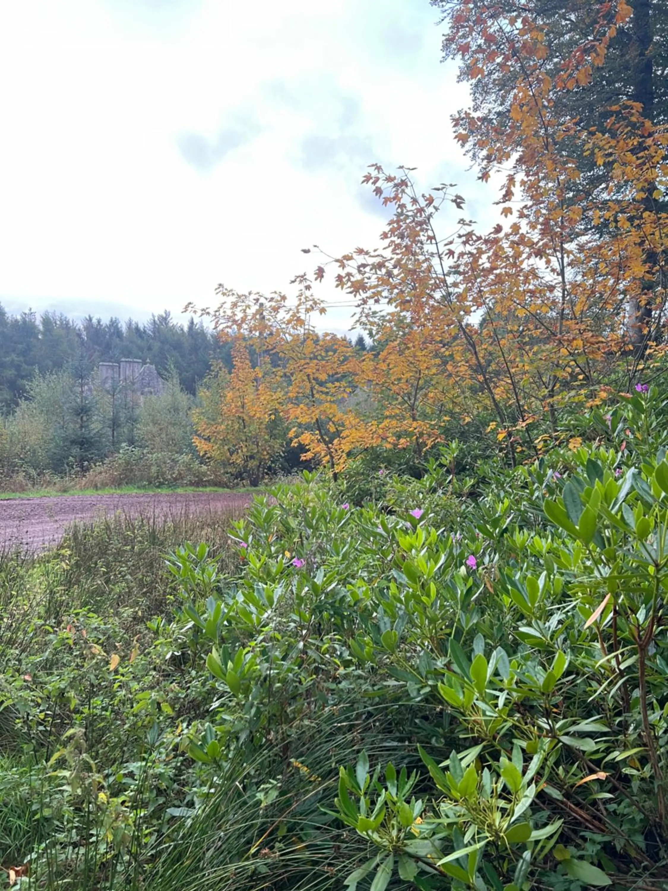 Natural landscape in Laundry Cottage