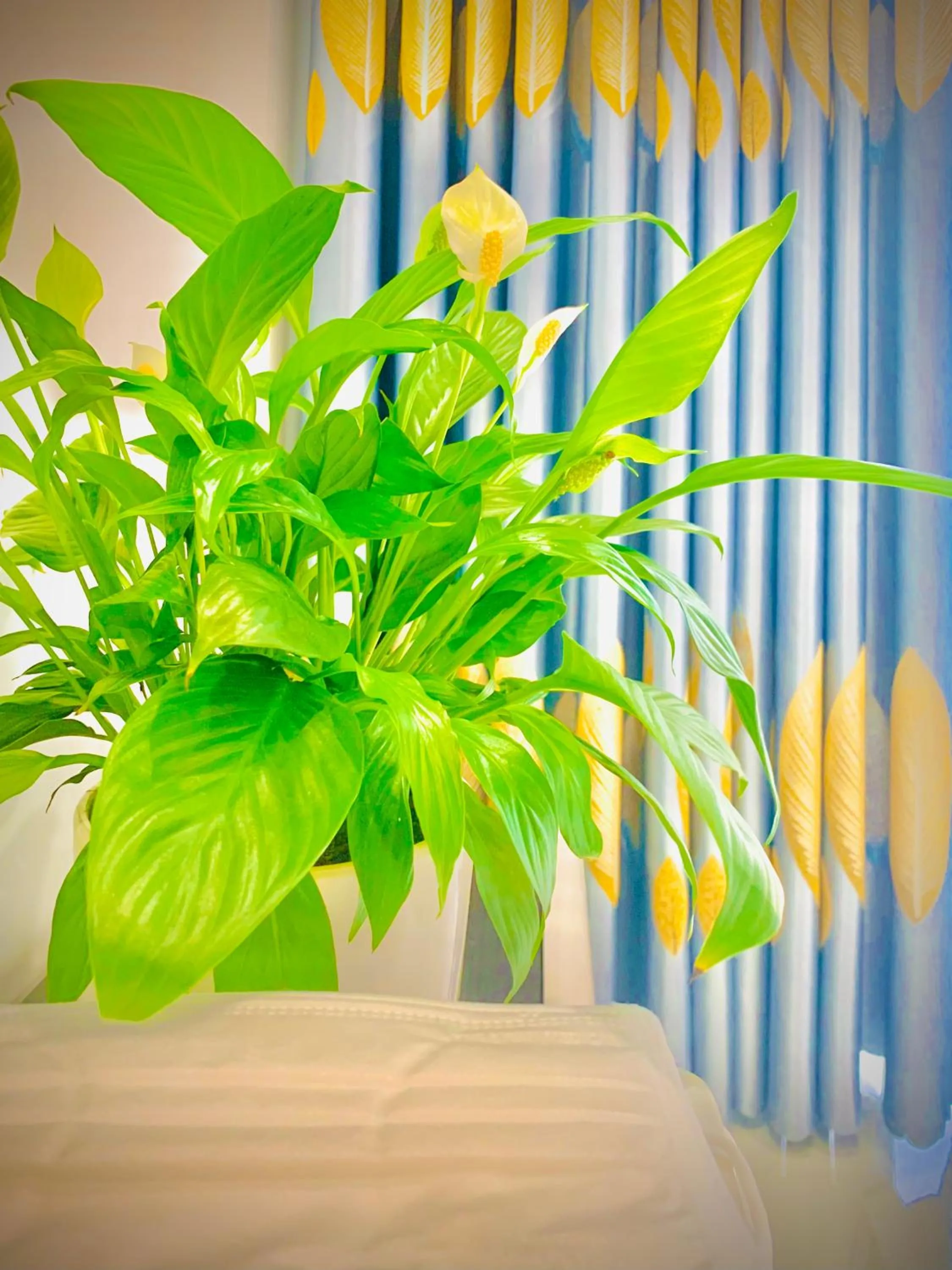 Living room in Family Homestay Dalat Casa