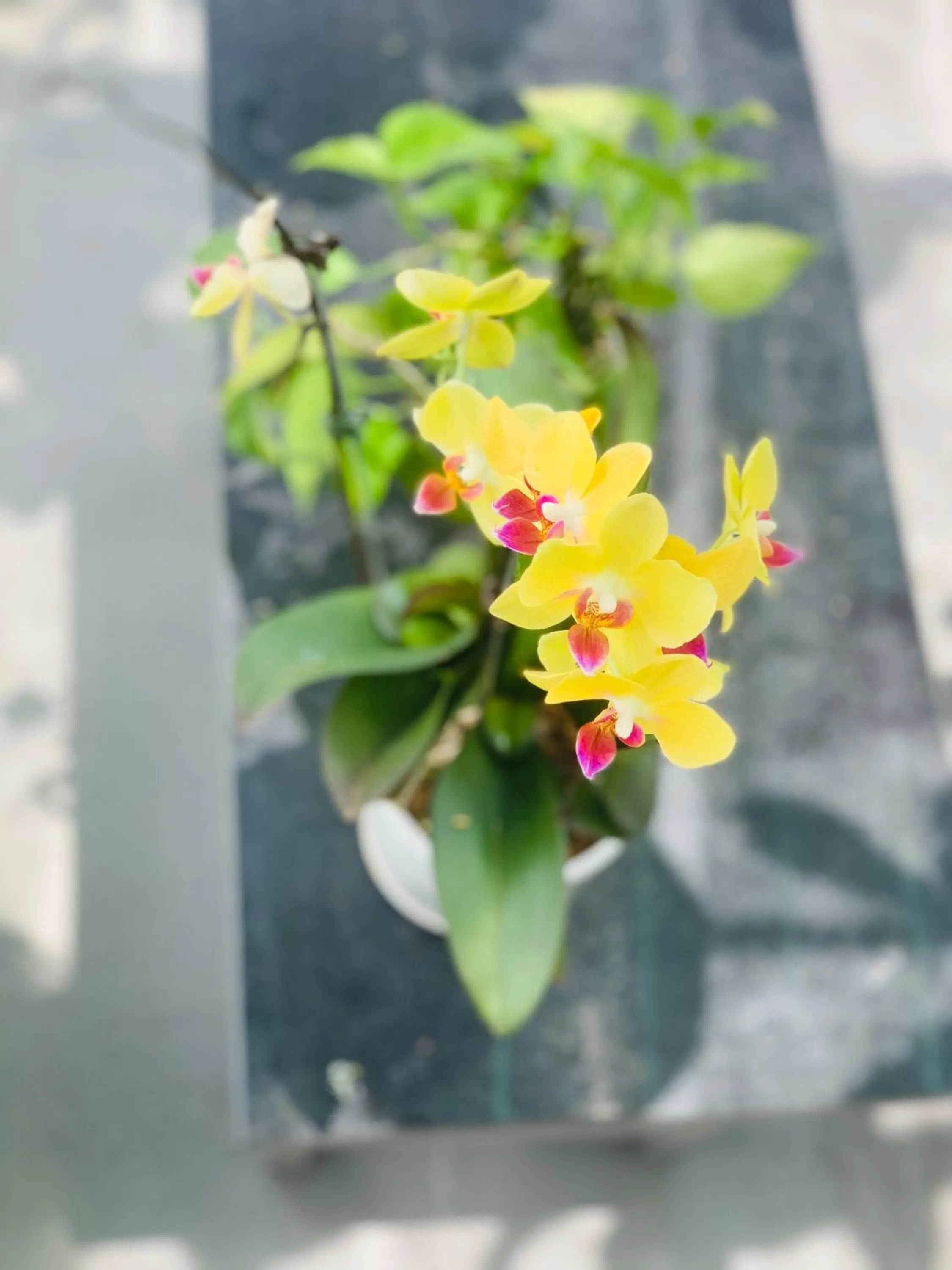 Garden in Family Homestay Dalat Casa