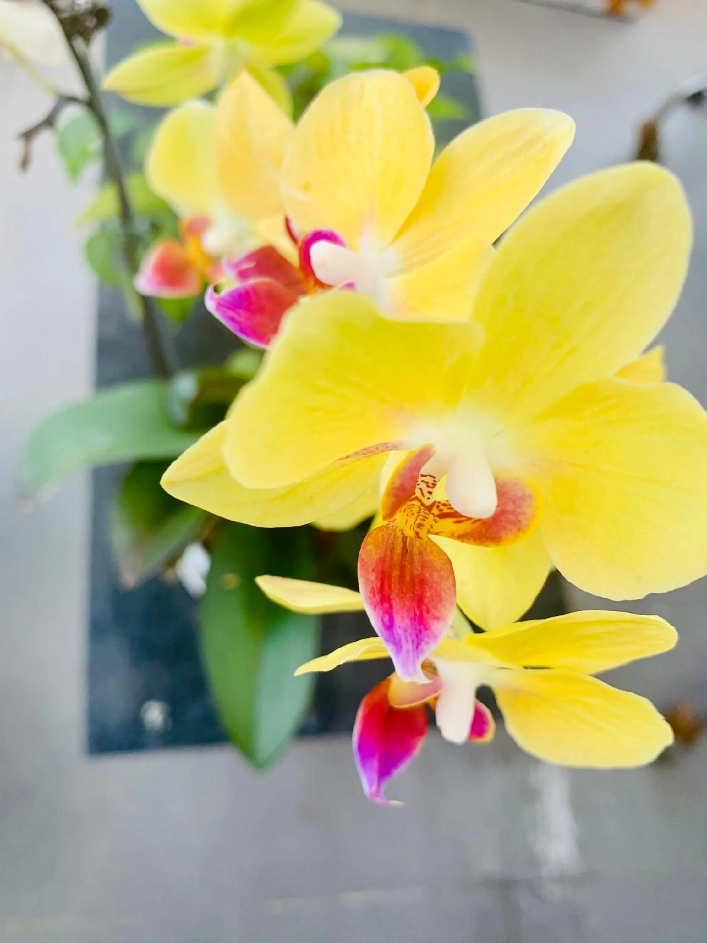 Garden in Family Homestay Dalat Casa