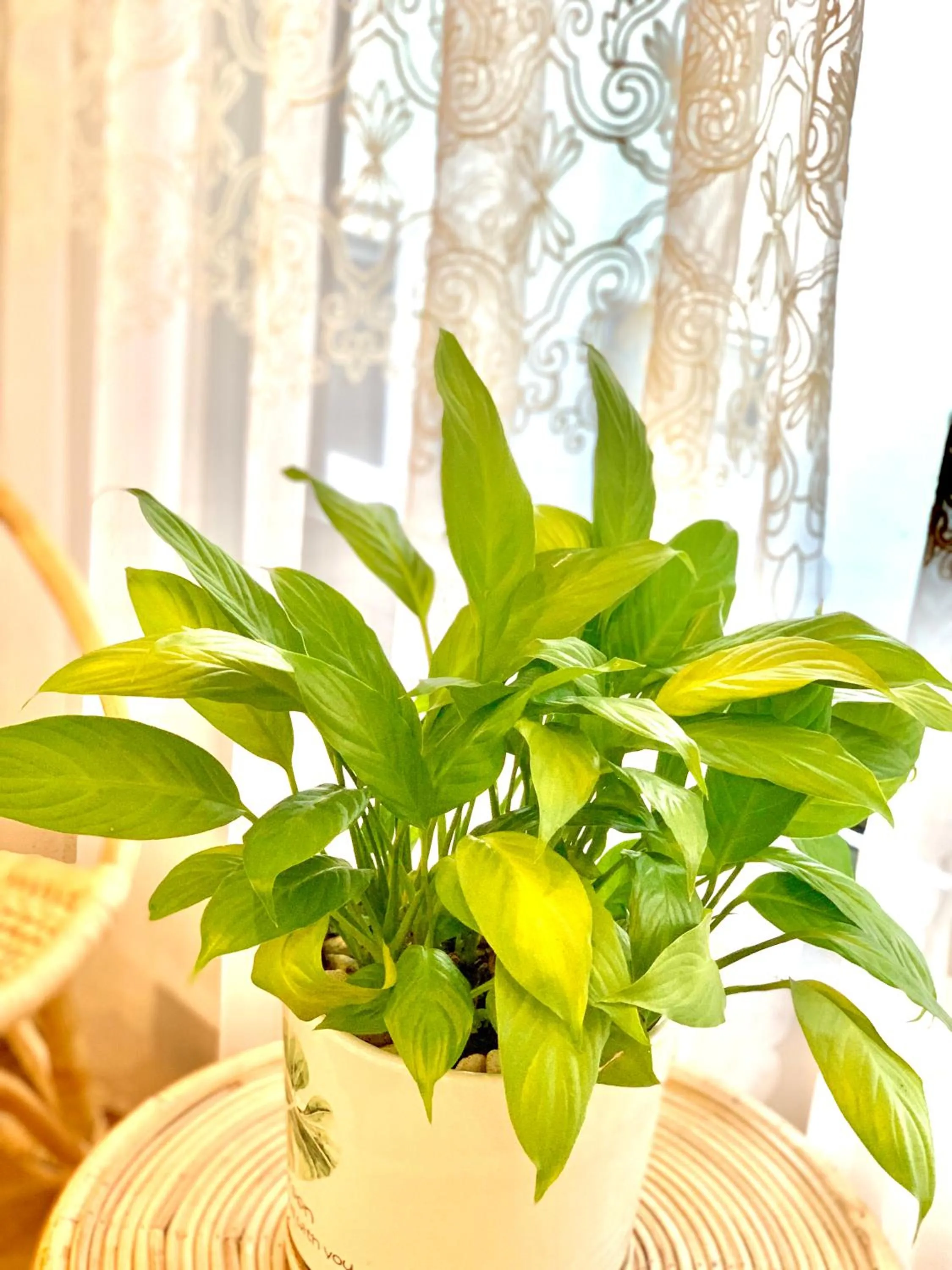 View (from property/room) in Family Homestay Dalat Casa