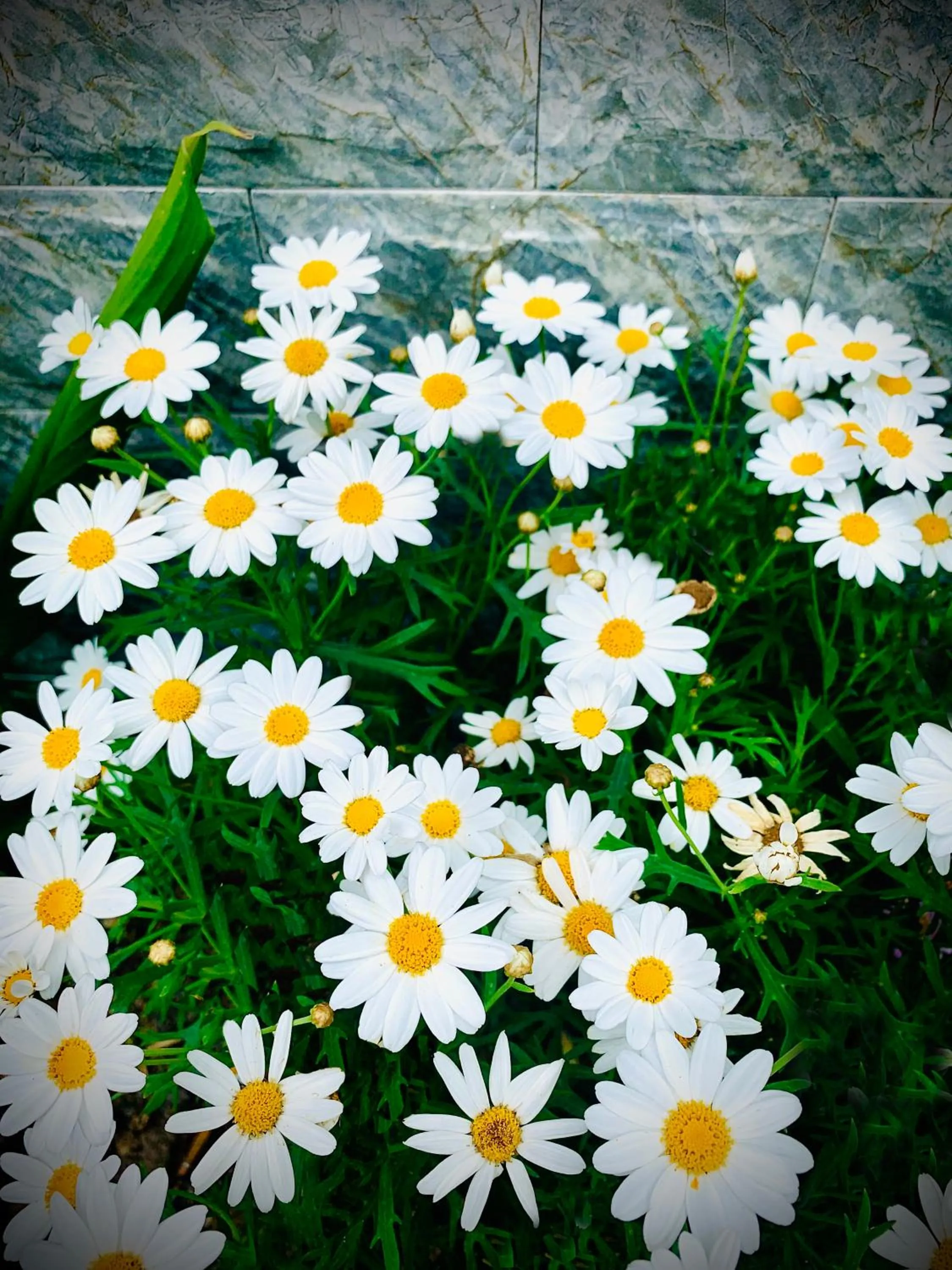 Garden in Family Homestay Dalat Casa