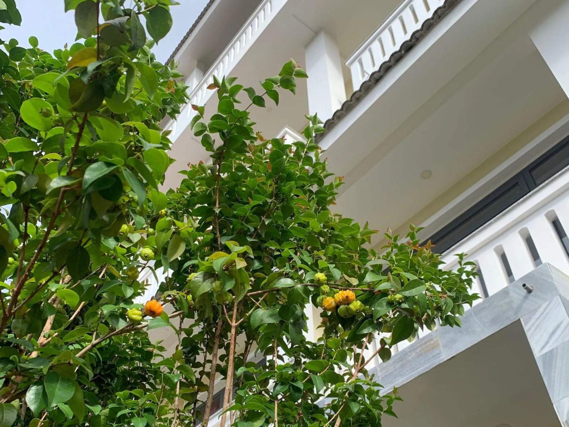 Garden in Thanh Loan 2 Da Lat Hotel