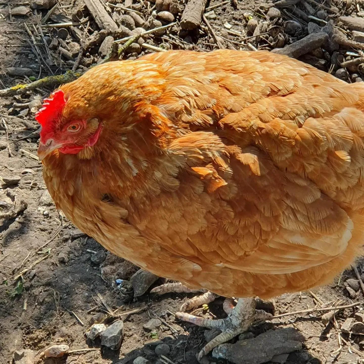 Natural landscape in La Fermette des Ramolleux