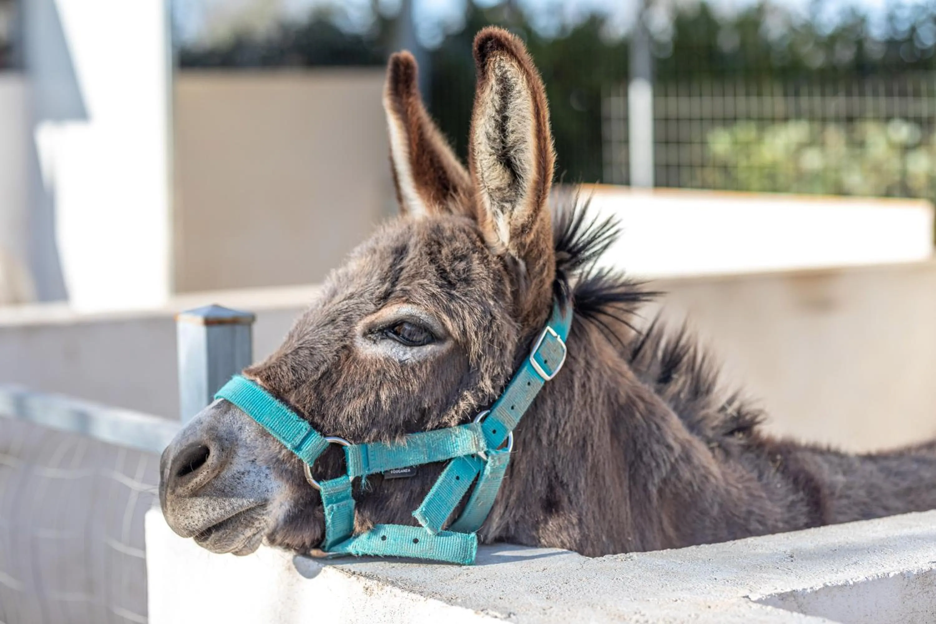 Animals in Relais Borgo Segine