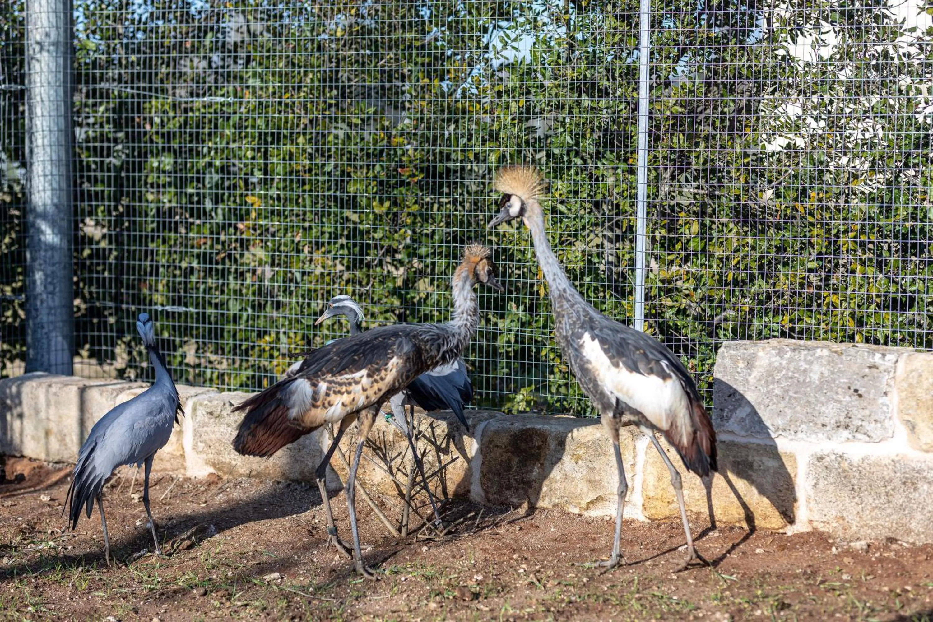 Animals in Relais Borgo Segine