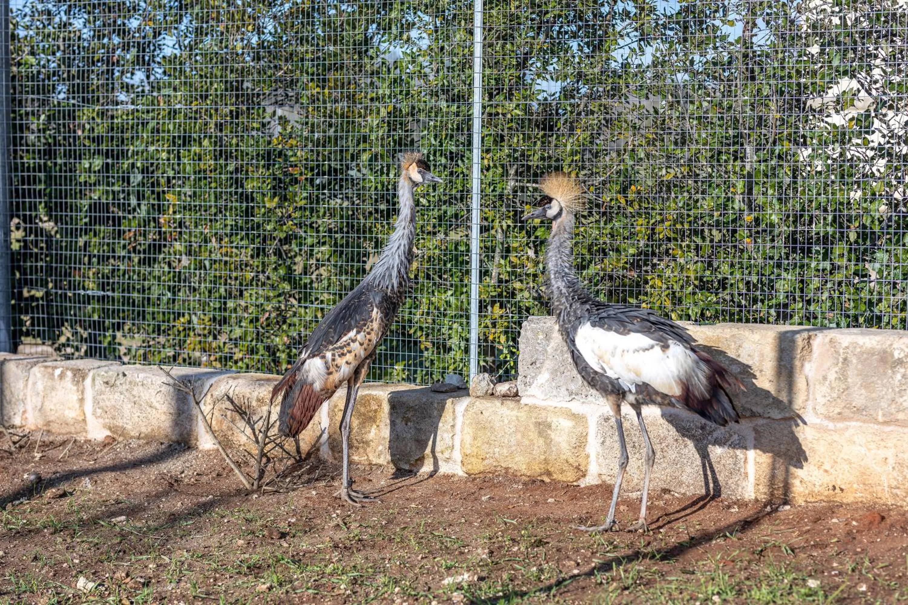 Animals in Relais Borgo Segine