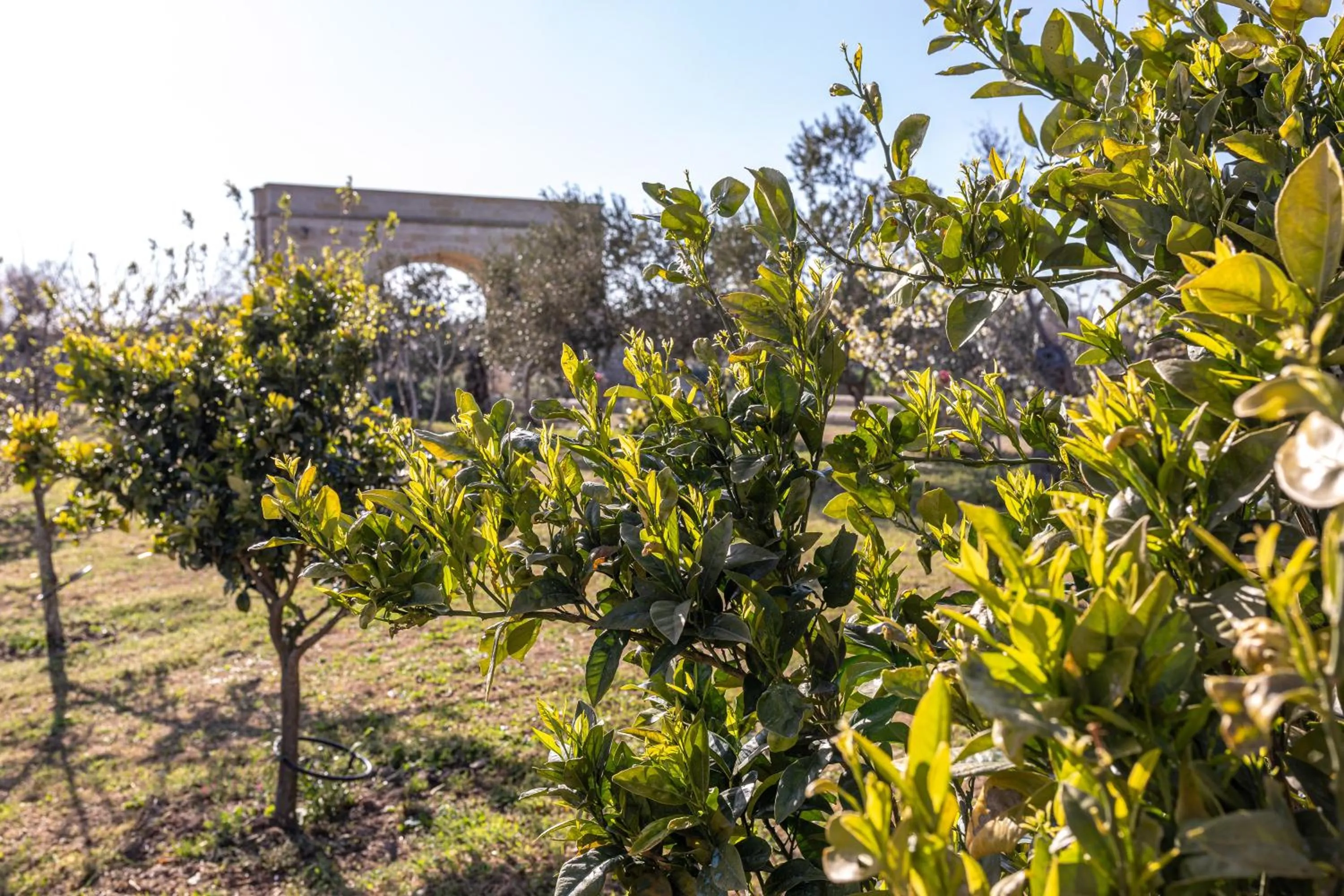 Garden in Relais Borgo Segine