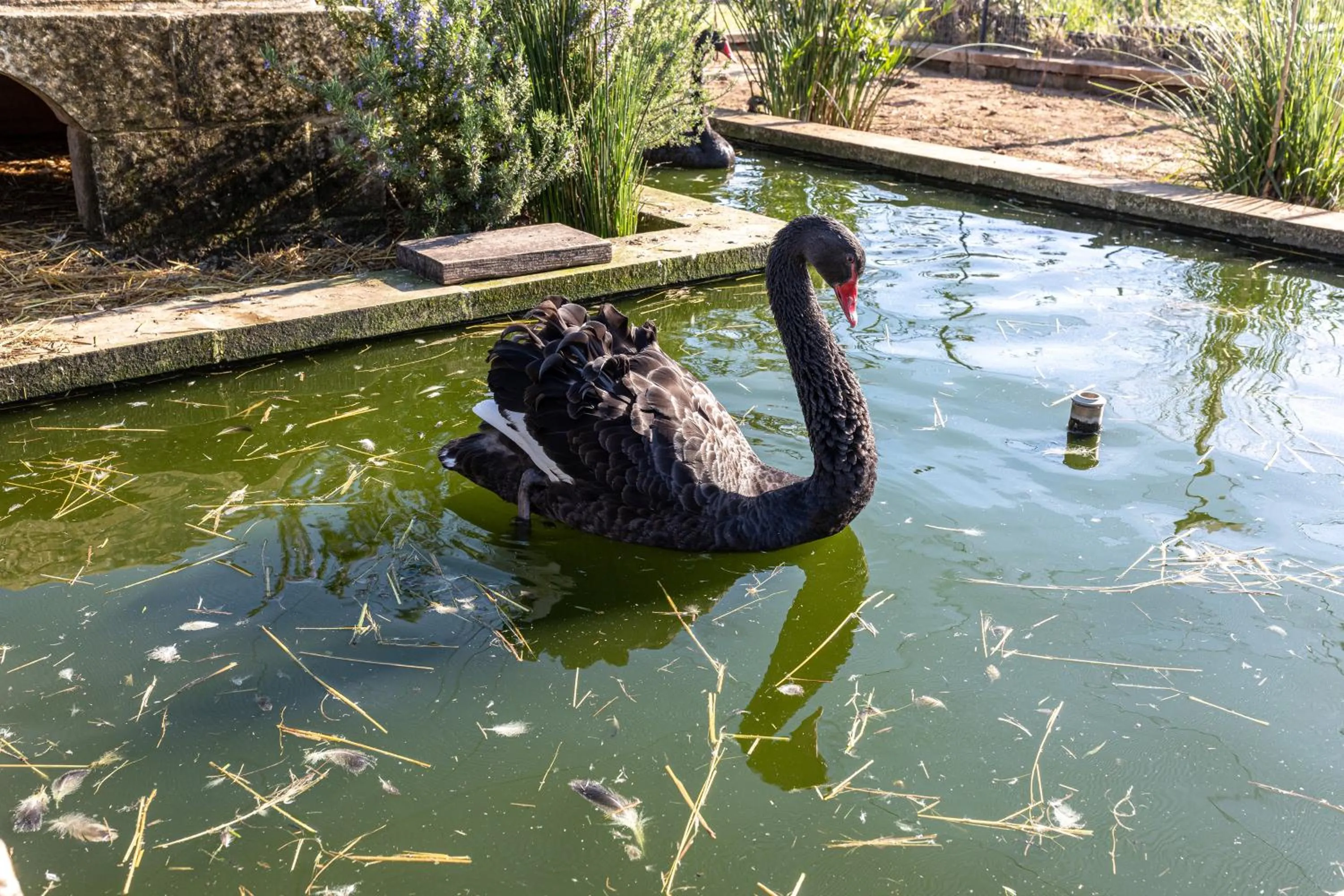 Animals in Relais Borgo Segine