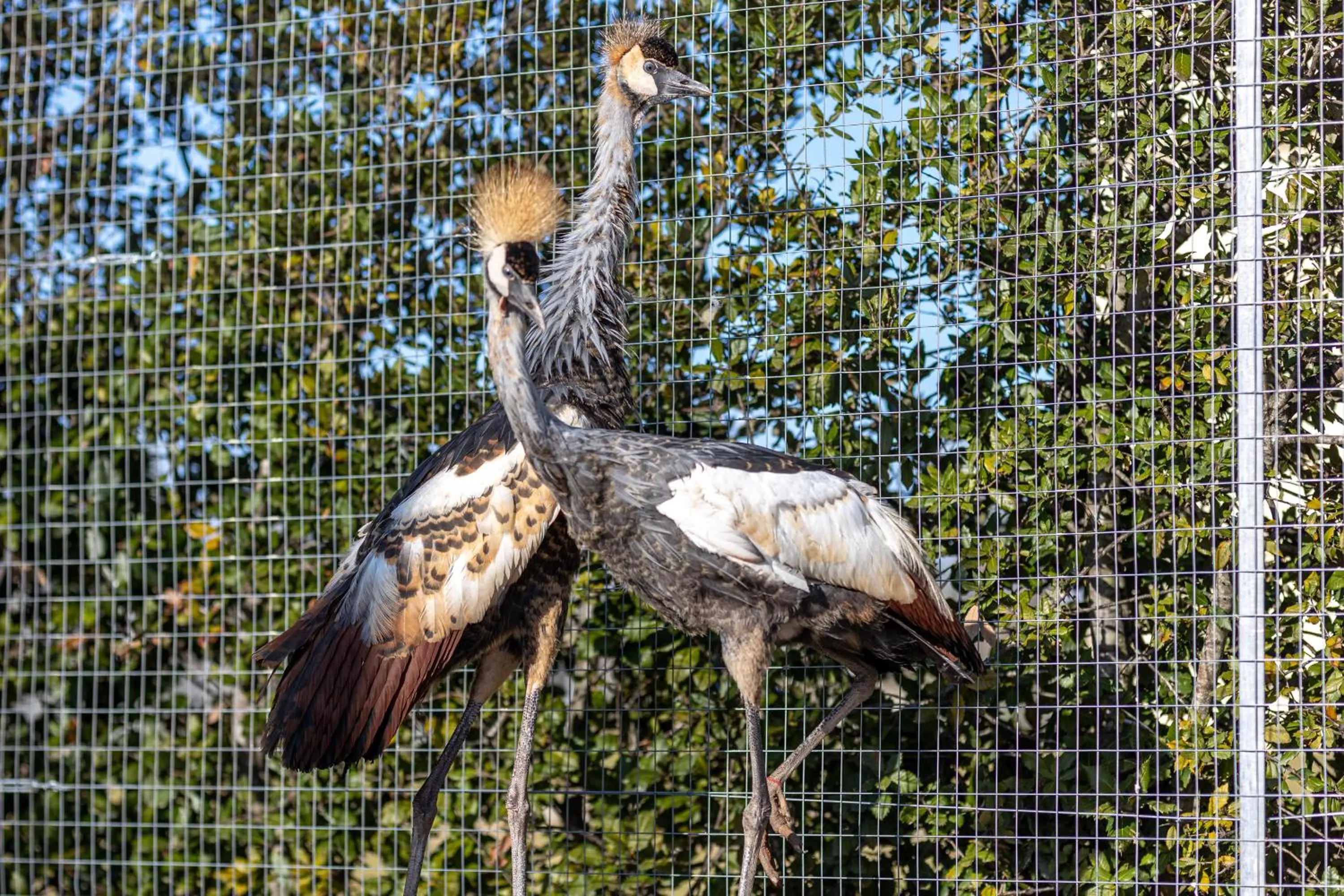 Animals in Relais Borgo Segine