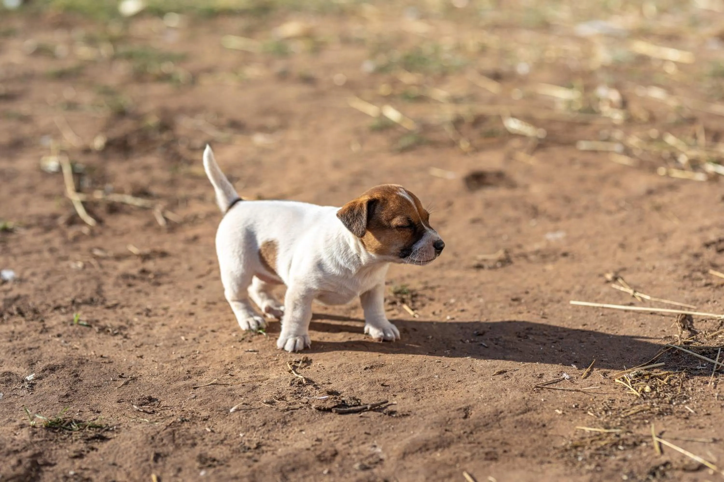 Animals in Relais Borgo Segine