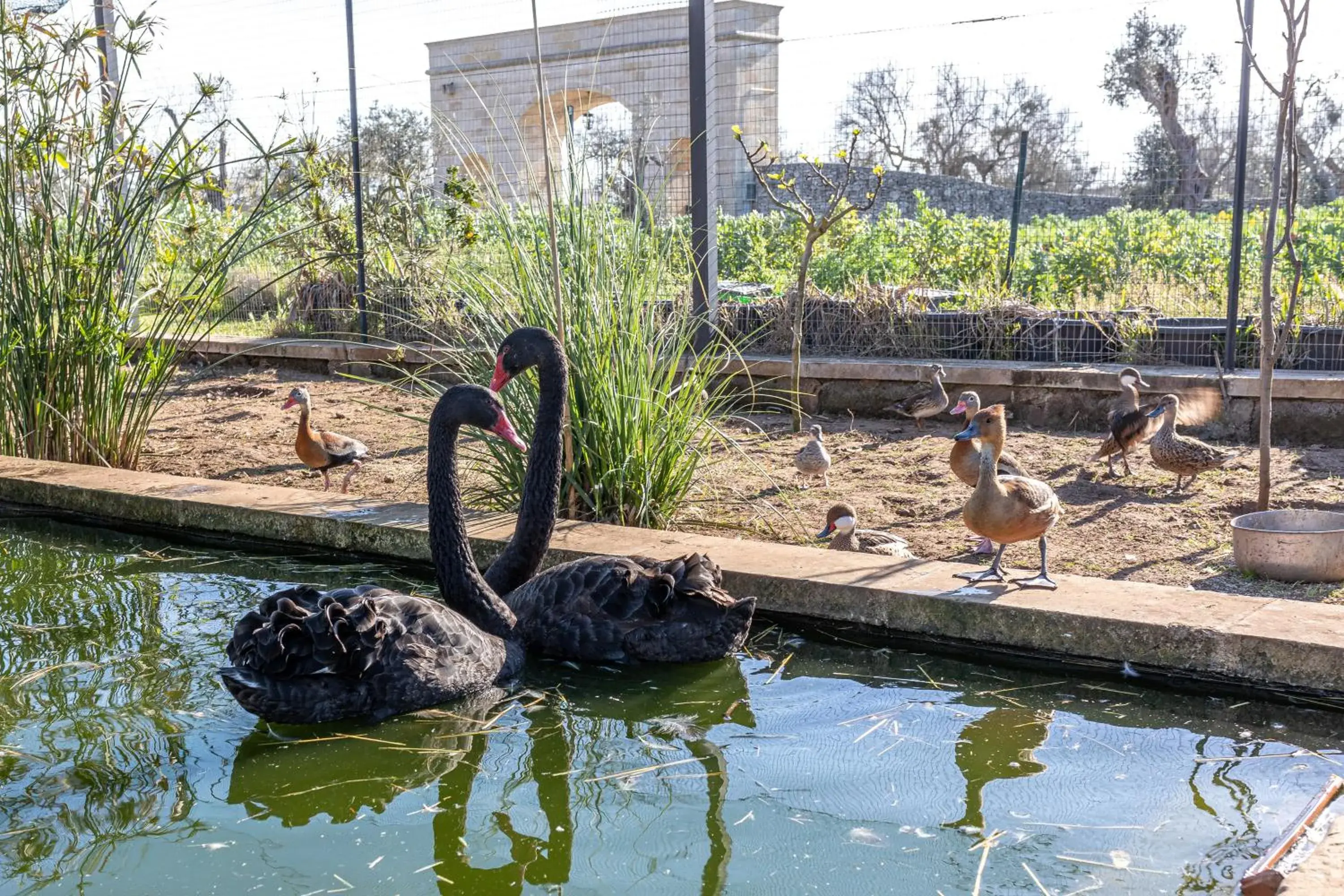 Masseria Borgo Segine - Relais nel Salento Masseria Borgo Segine - Relais nel Salento