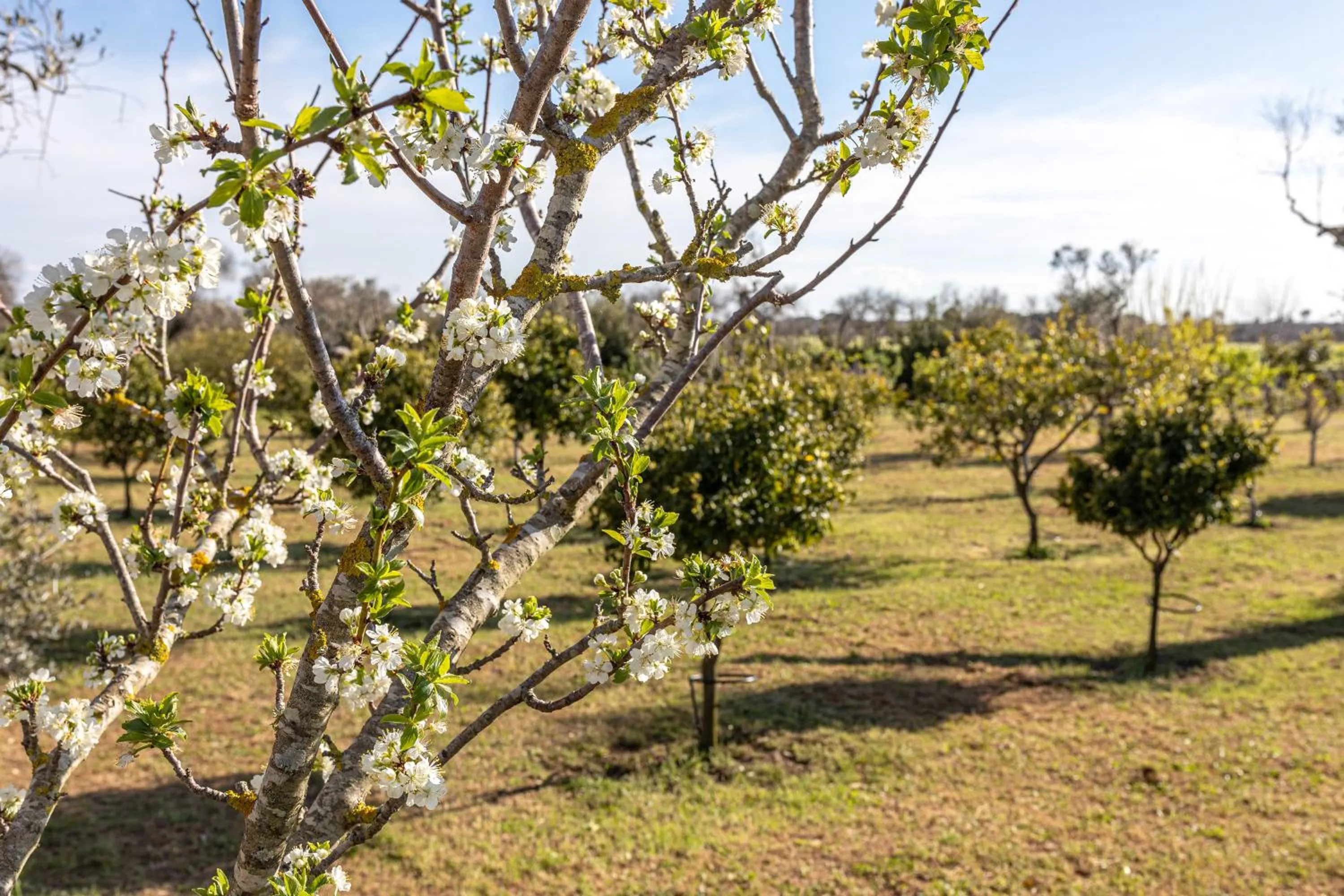 Garden in Relais Borgo Segine
