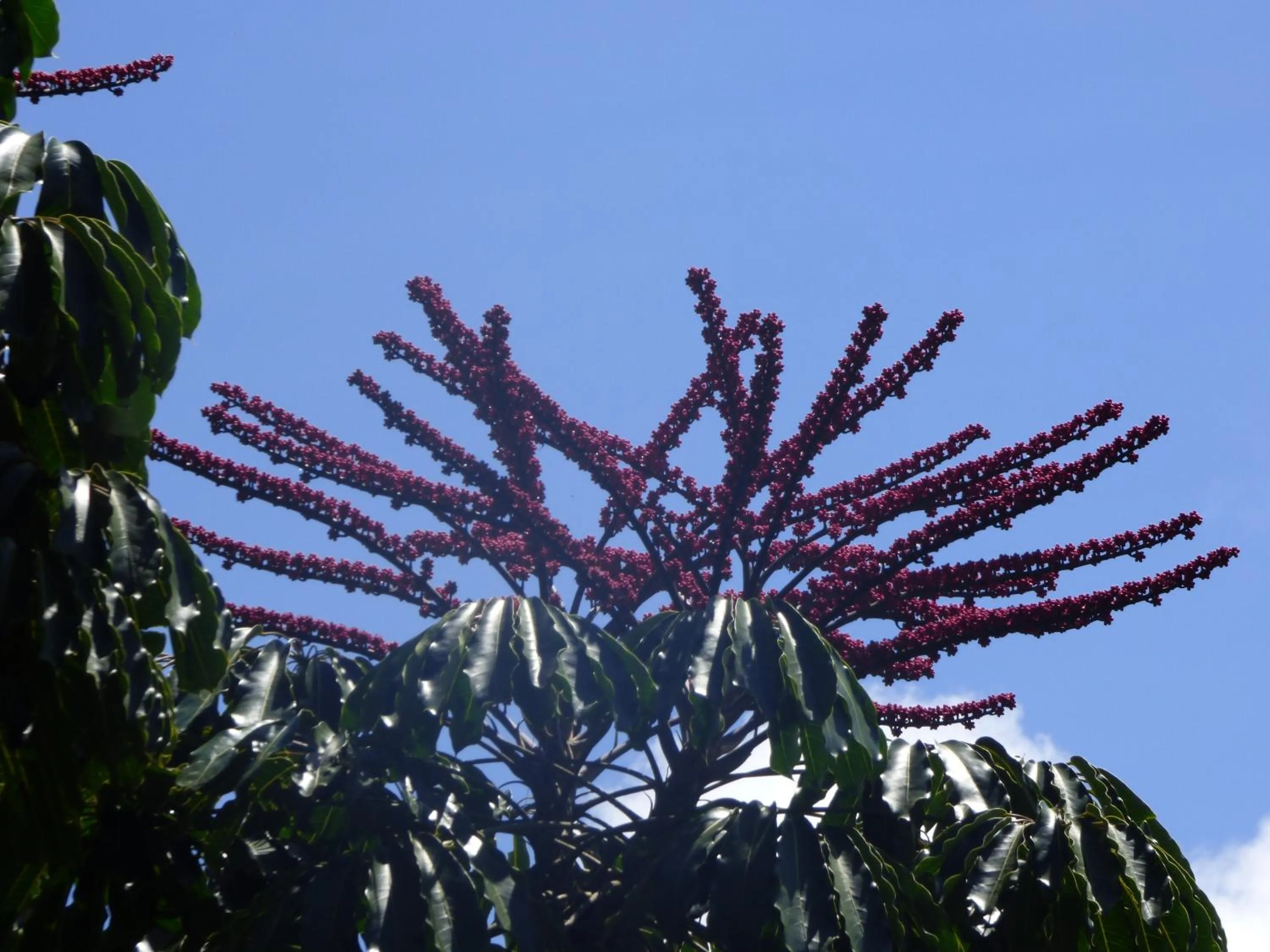 Garden in Le Pristine Wellness and Healing Hotel