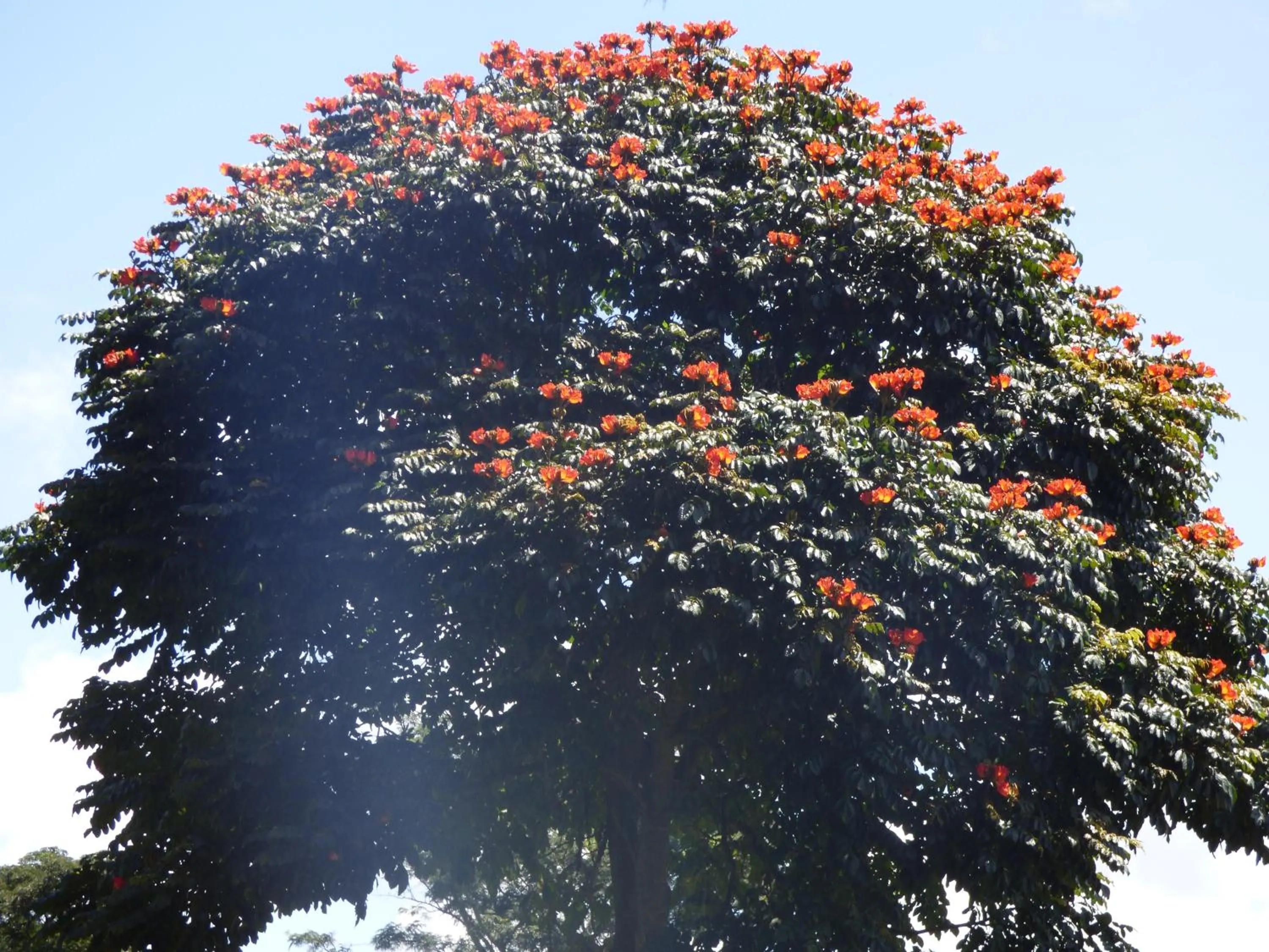 Garden in Le Pristine Wellness and Healing Hotel