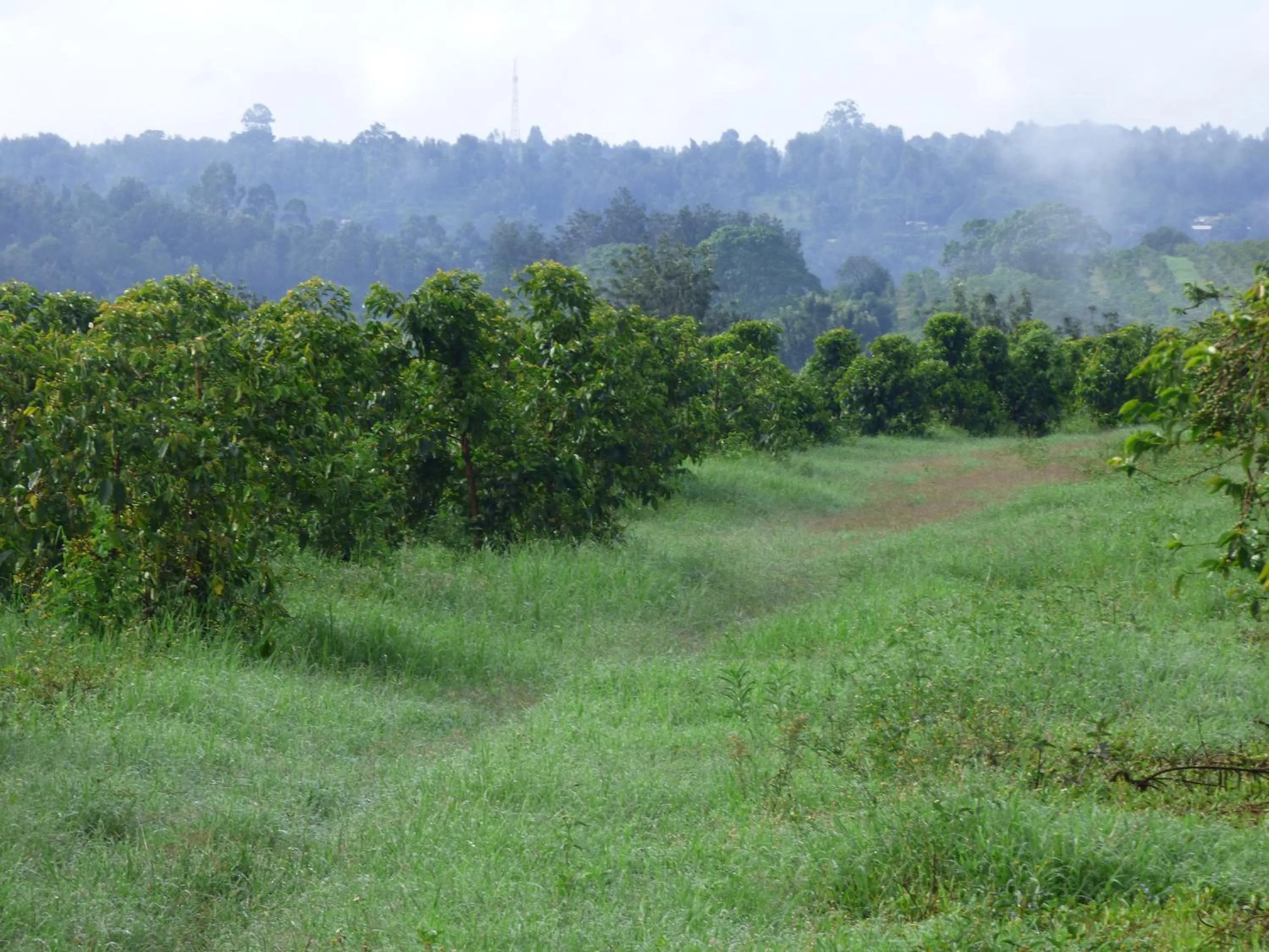 Neighbourhood in Le Pristine Wellness and Healing Hotel