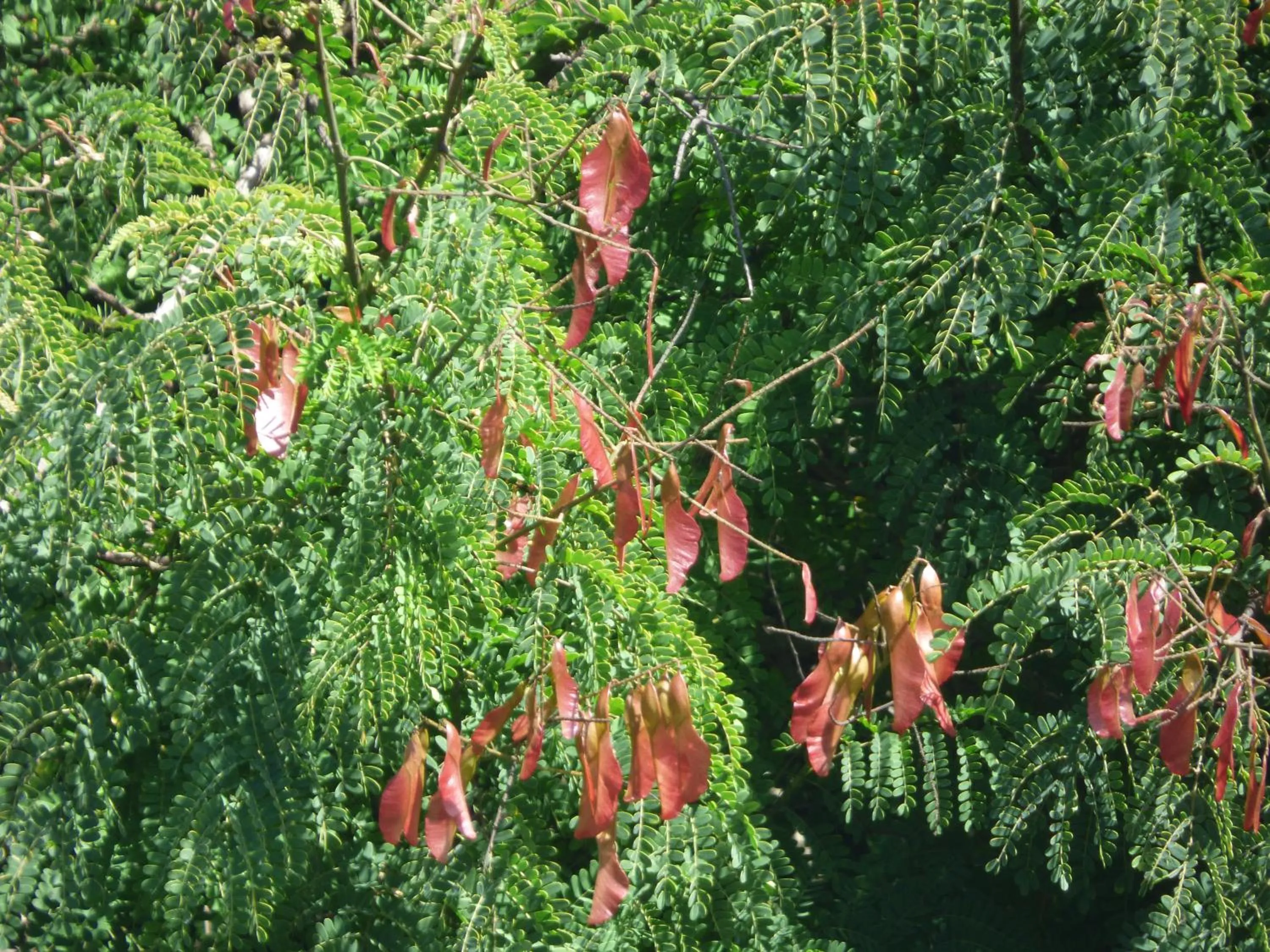 Natural landscape in Le Pristine Wellness and Healing Hotel