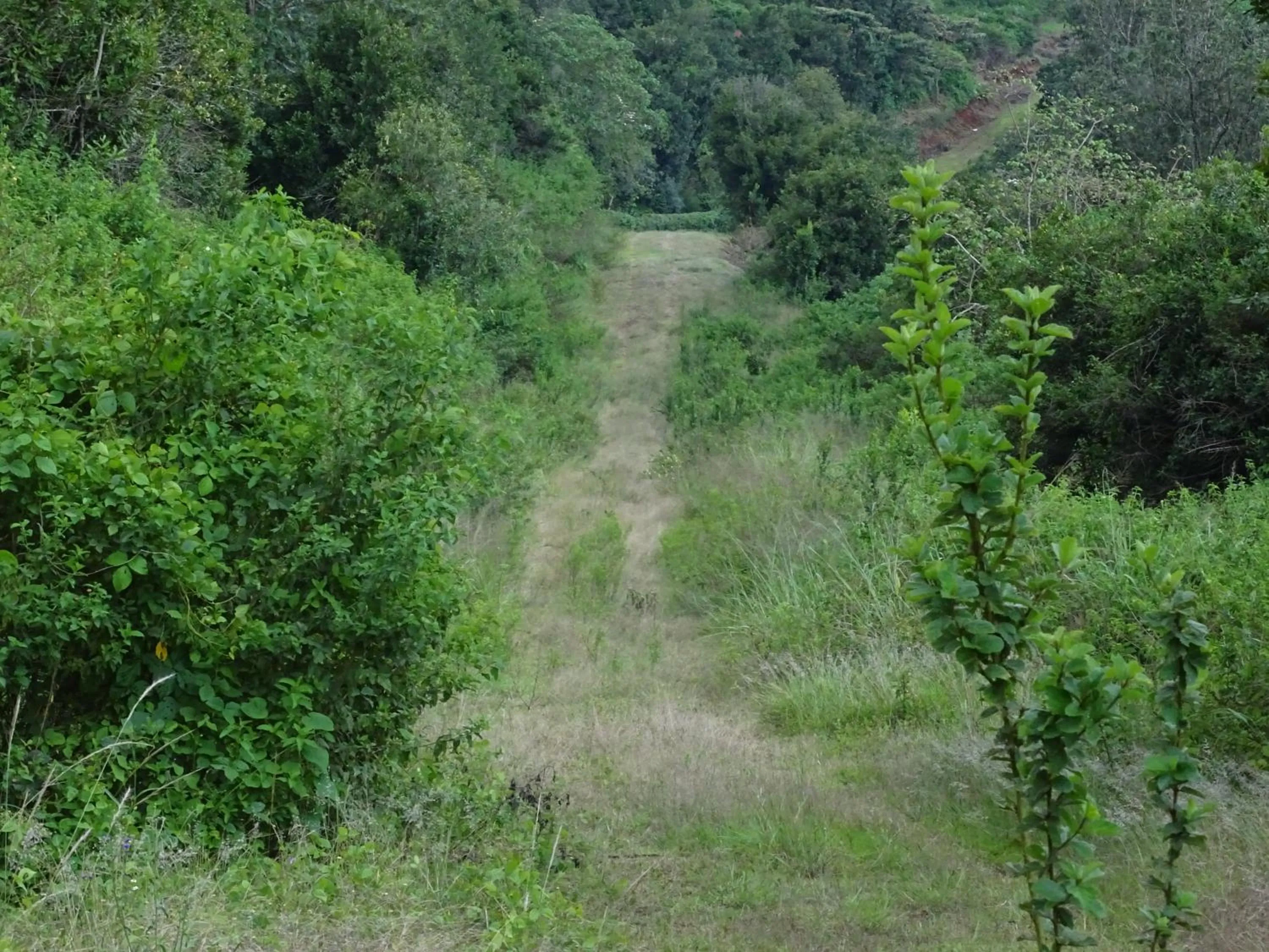 Other in Le Pristine Wellness and Healing Hotel