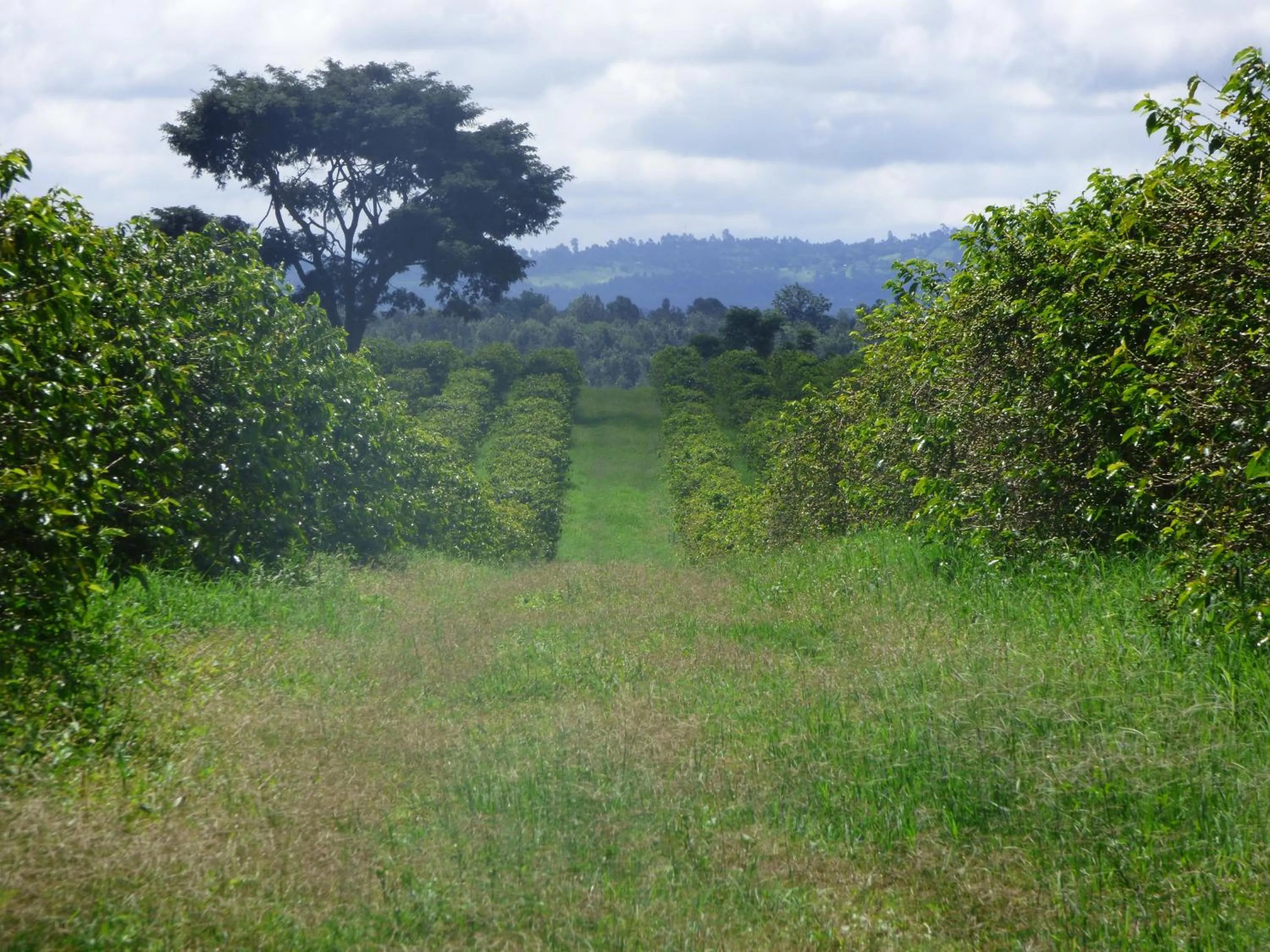 Neighbourhood in Le Pristine Wellness and Healing Hotel