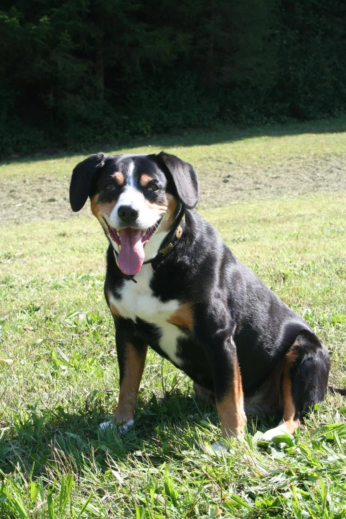 Pets in Hotel Das Landhaus