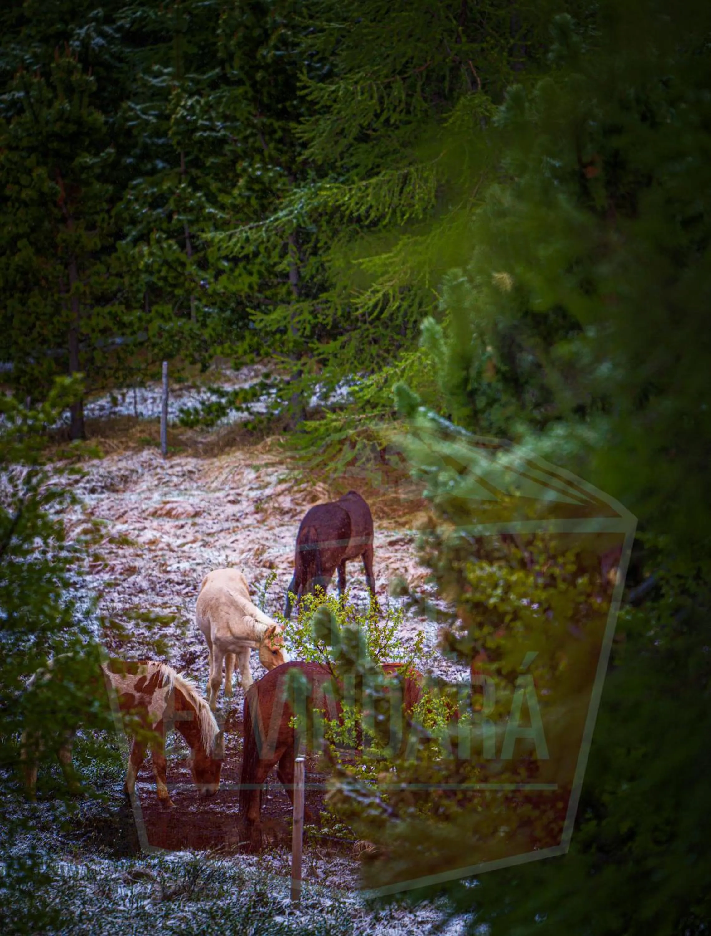 Nearby landmark in Hótel Eyvindará