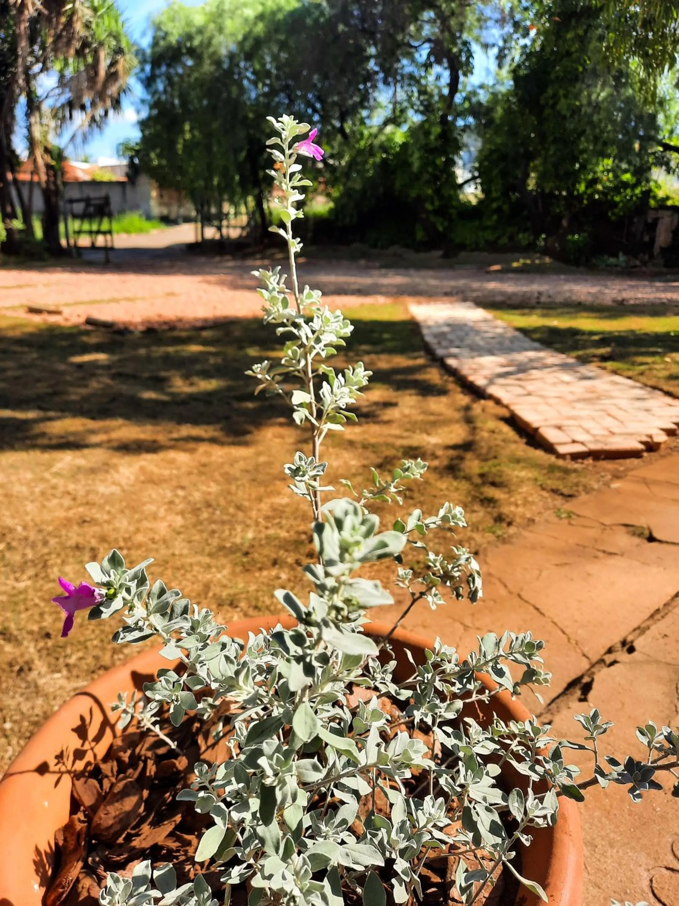 Garden in Pousada da Estação