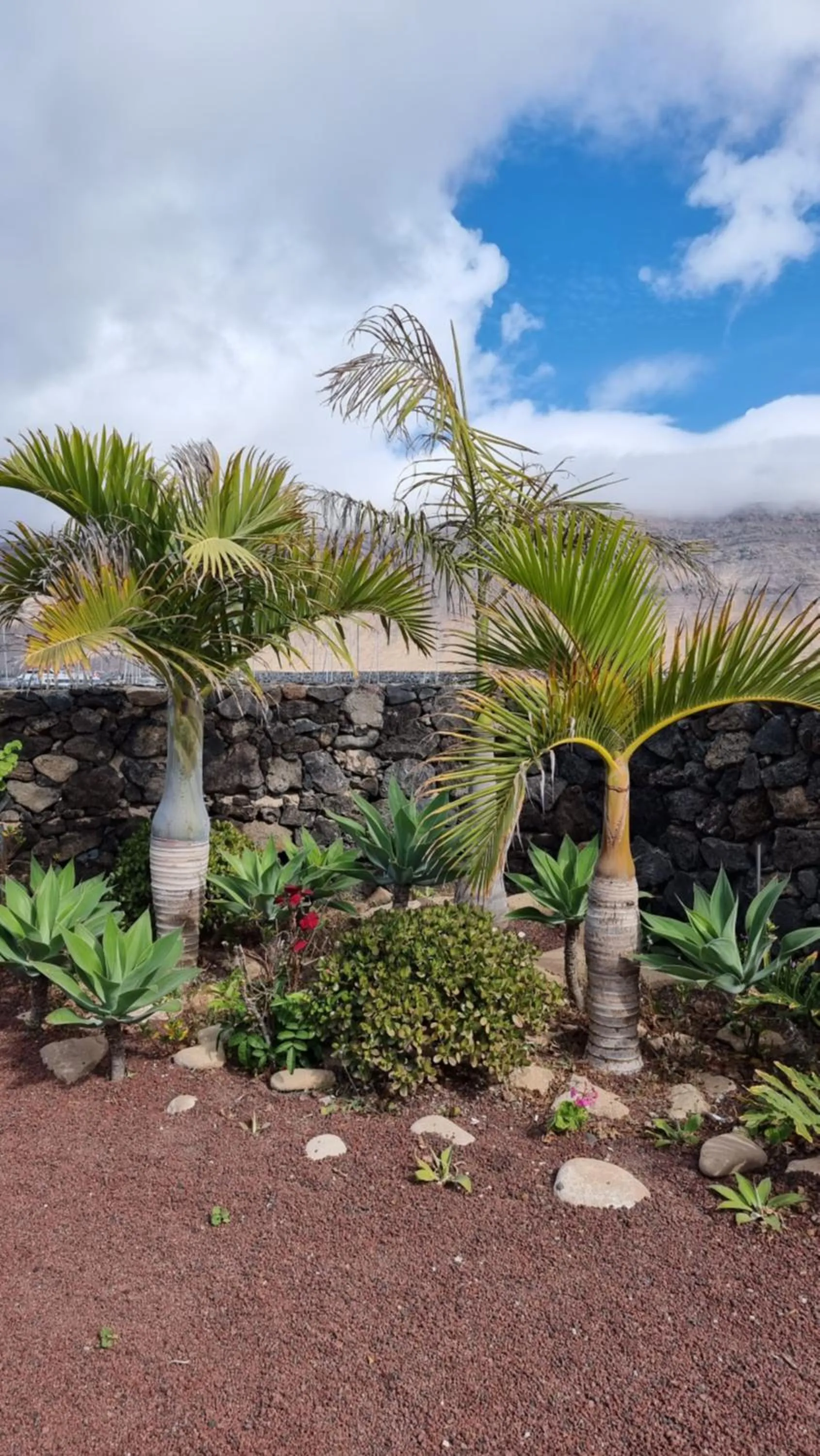 Caléndula Beach 1ºLinea mar