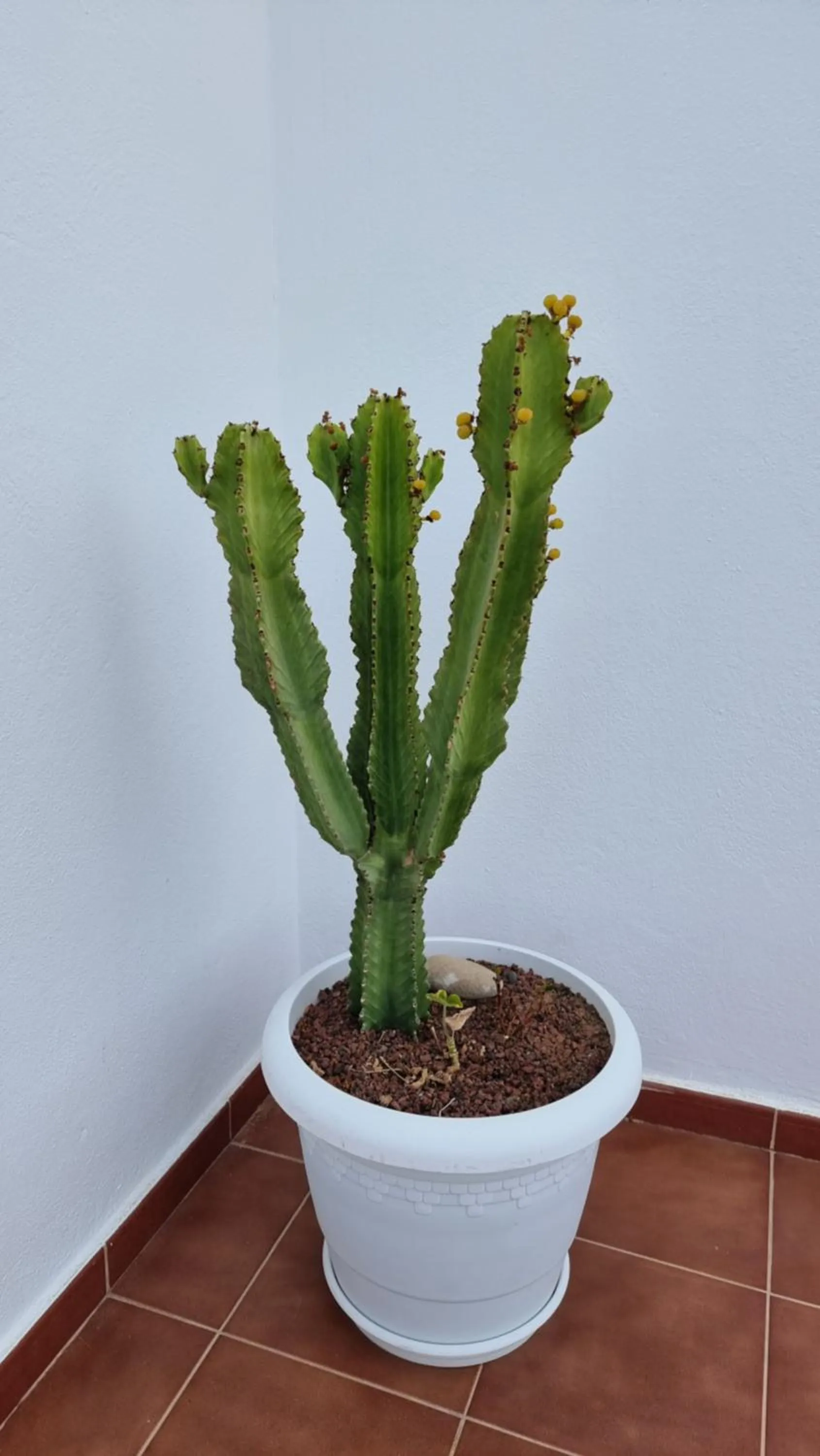 Solarium in Caléndula Beach 1ºLinea mar