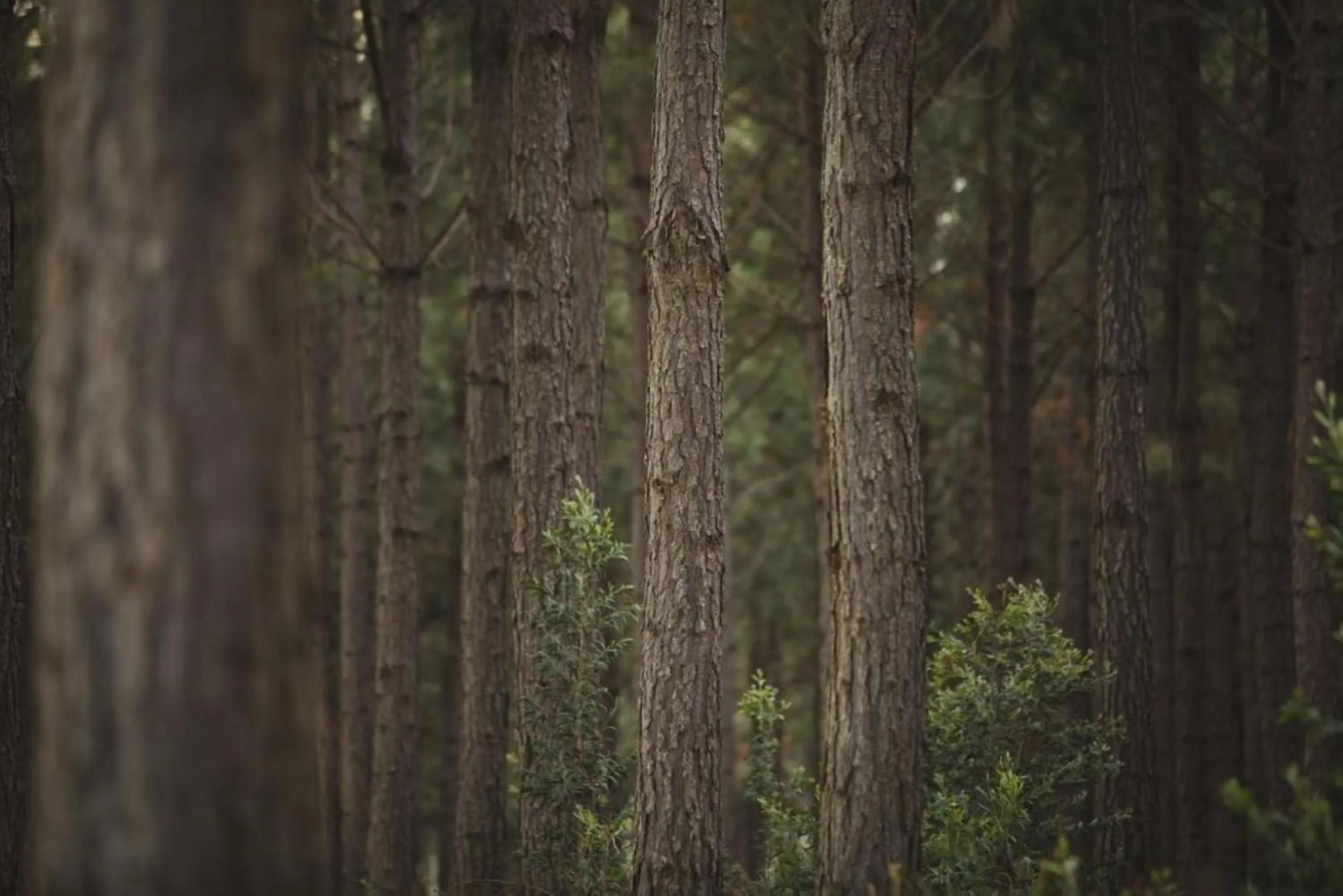 Natural landscape in Misty Mountain Reserve