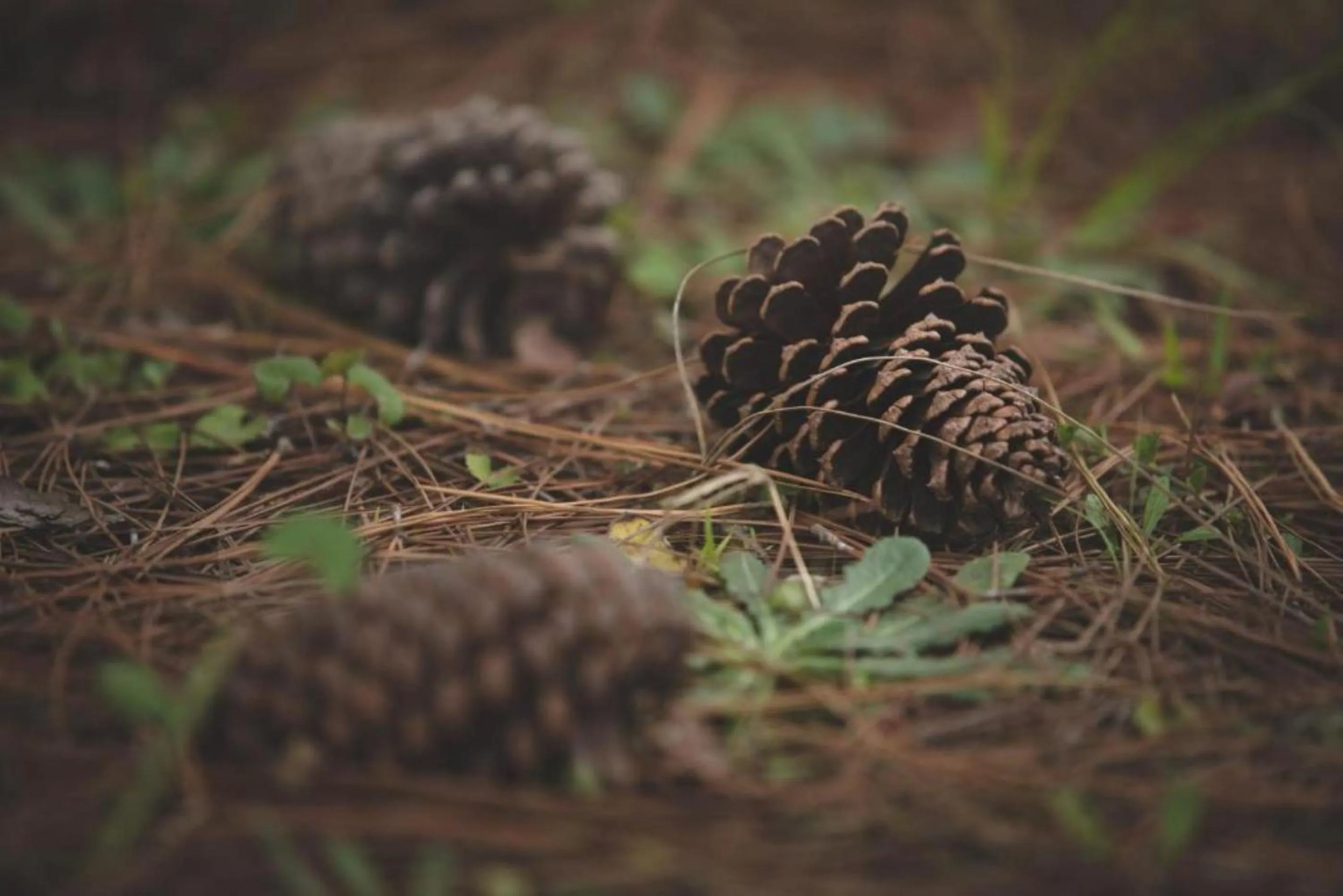 Natural landscape in Misty Mountain Reserve