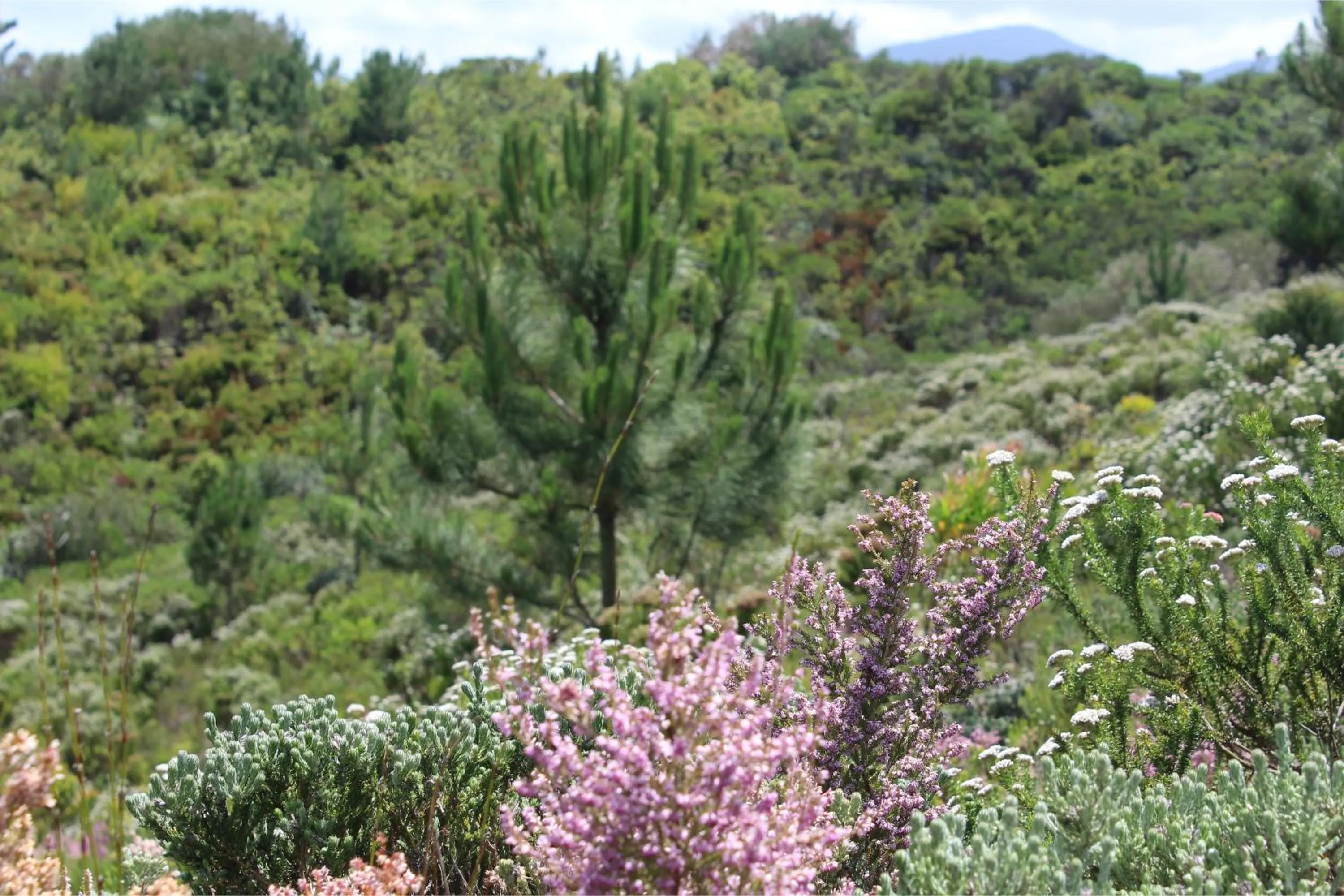Day in Misty Mountain Reserve