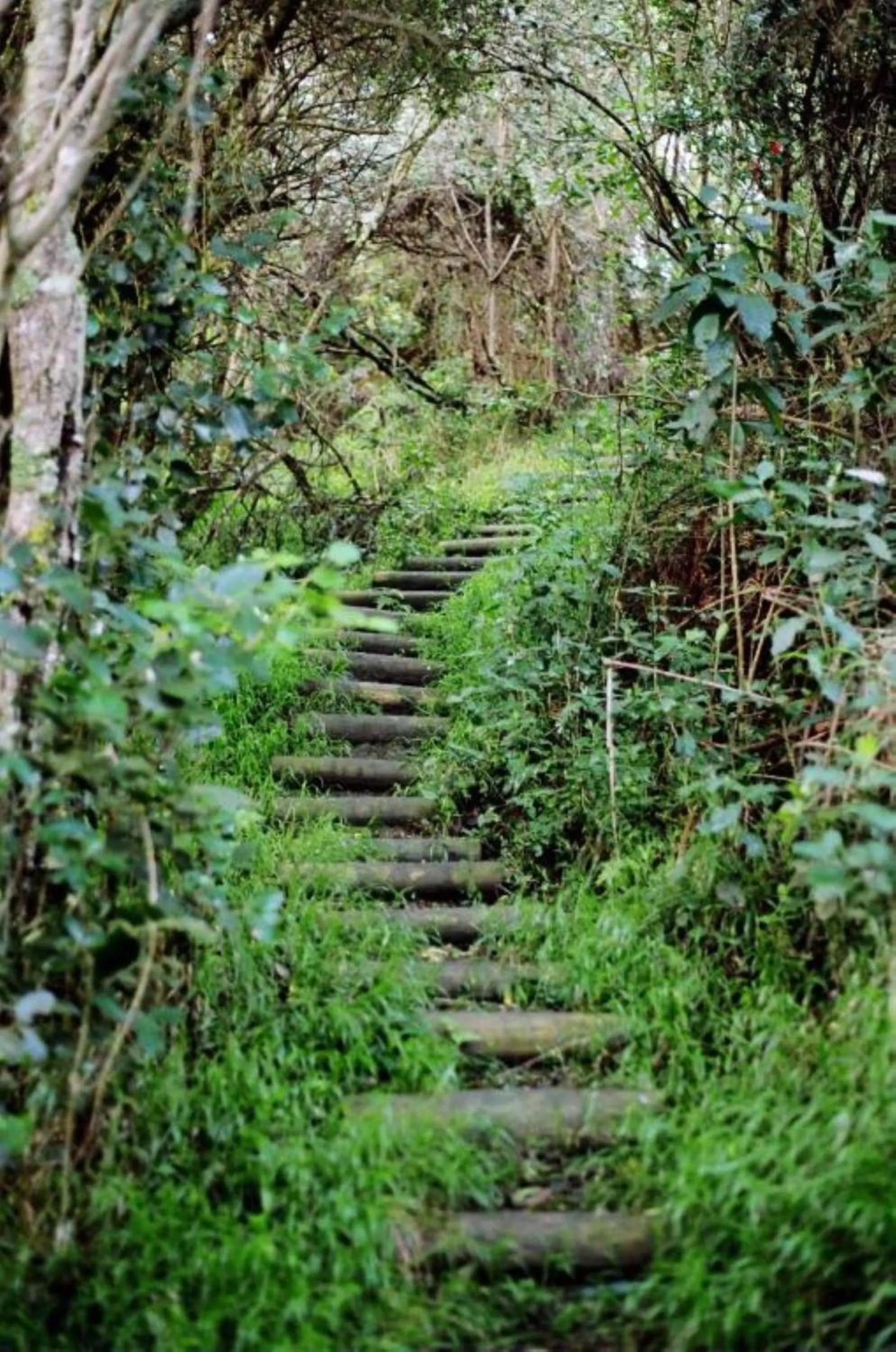 Activities in Misty Mountain Reserve