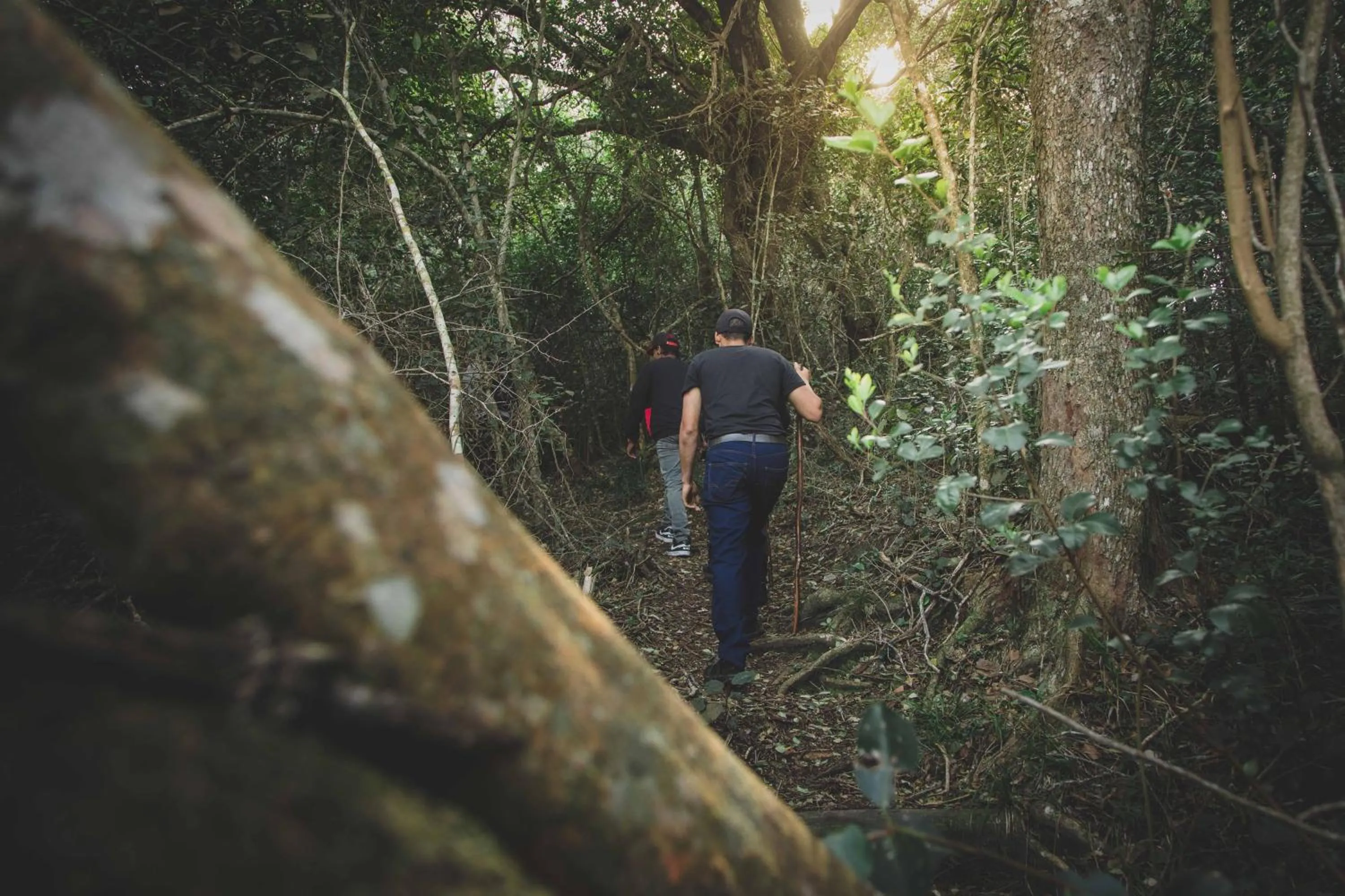 Natural landscape in Misty Mountain Reserve