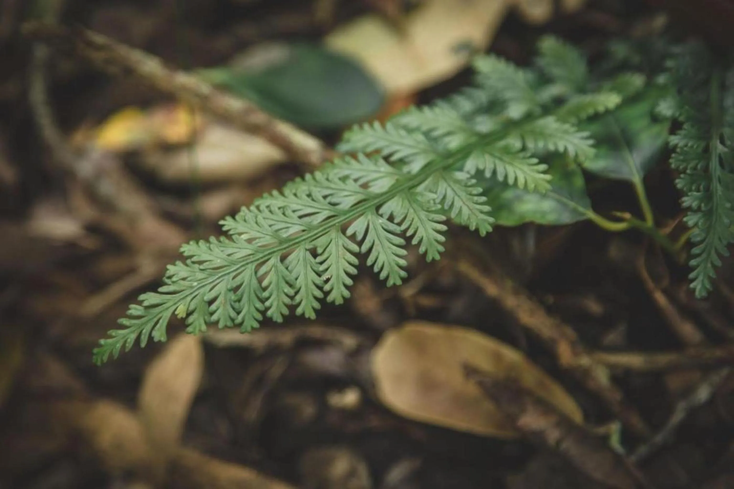 Natural landscape in Misty Mountain Reserve