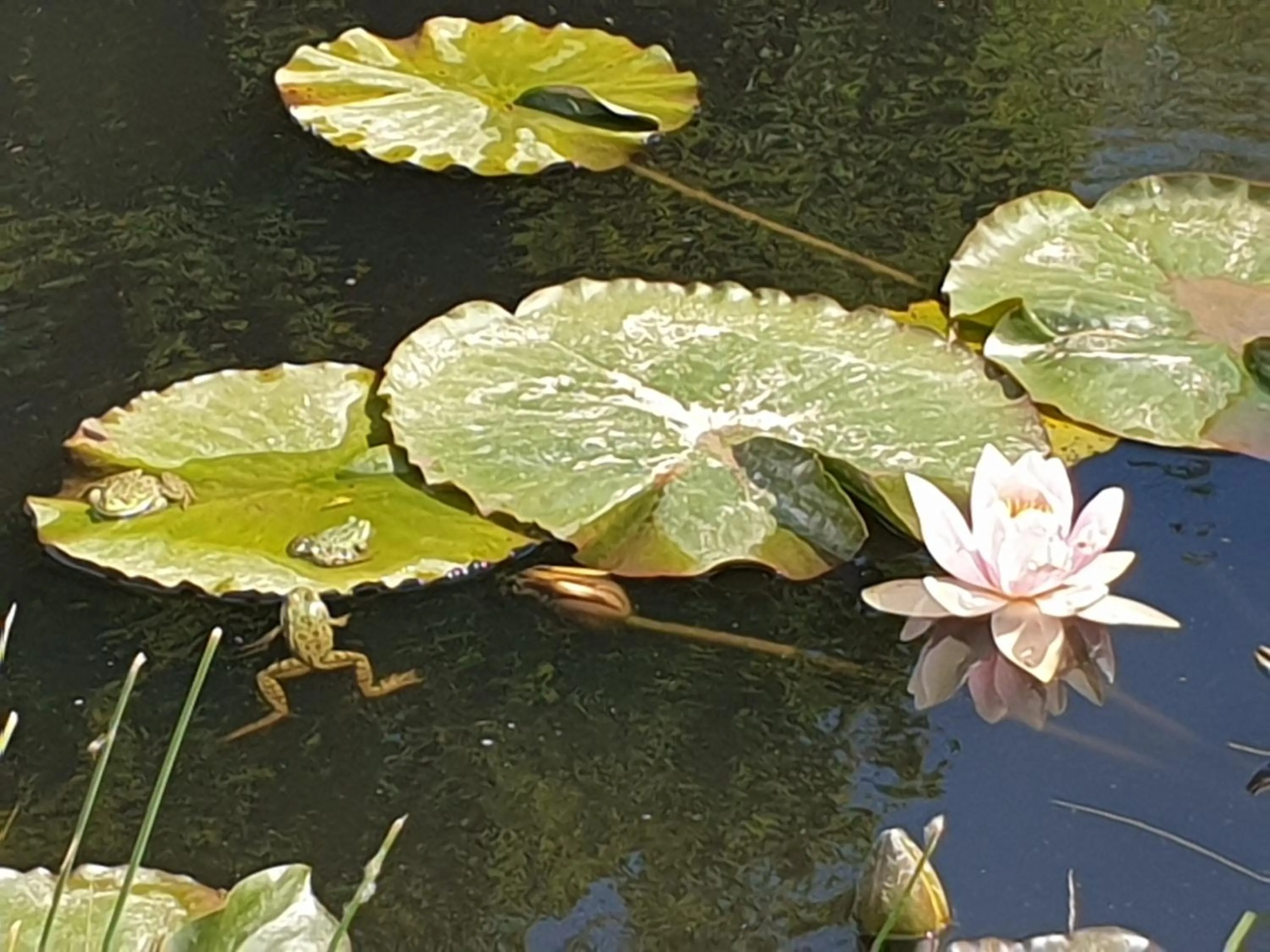 Garden in Chambres et Table d'hôtes "La Pastorale Gourmande" FR - NE - EN - DE - IT