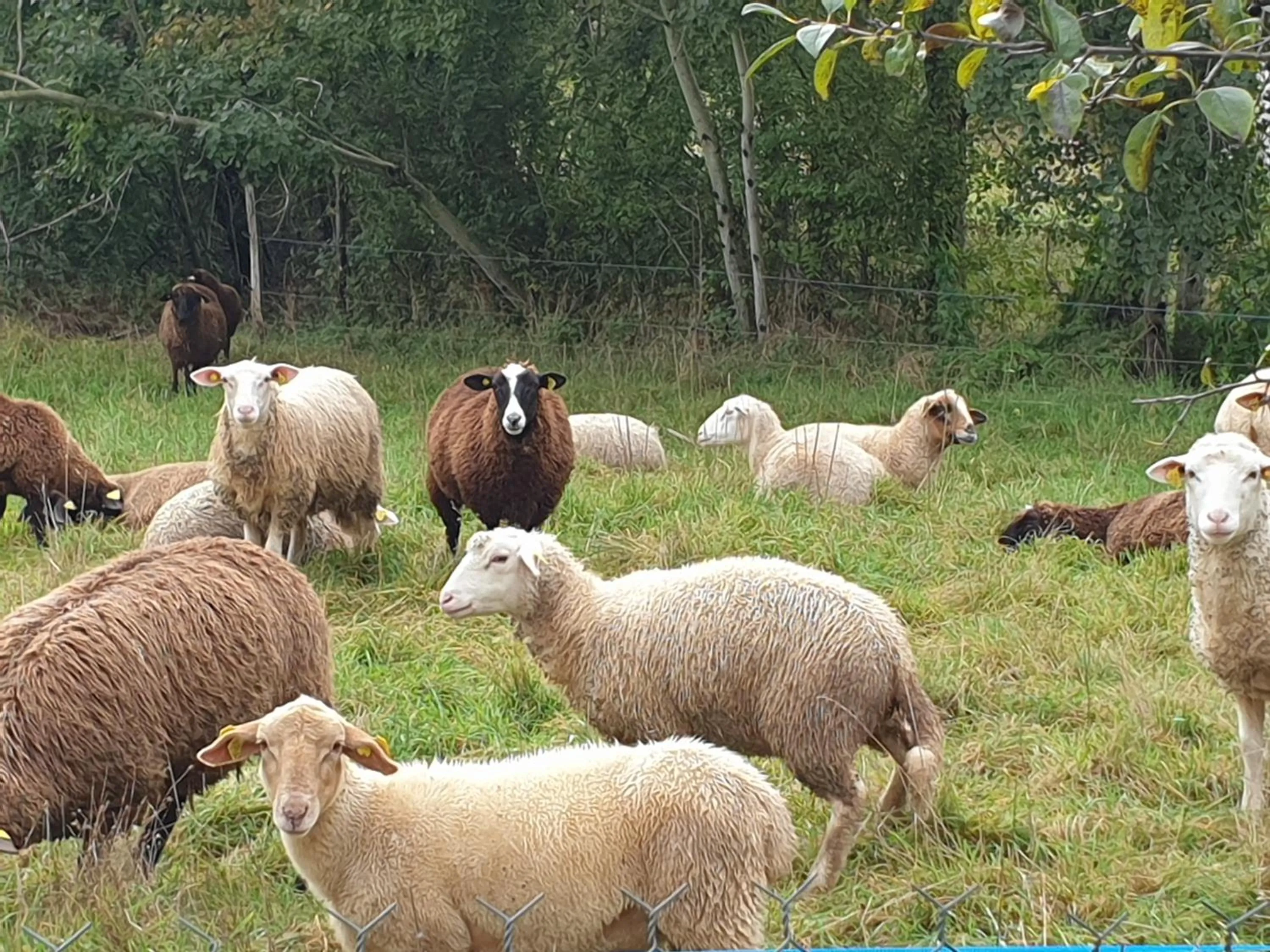 Animals in Chambres et Table d'hôtes "La Pastorale Gourmande" FR - NE - EN - DE - IT