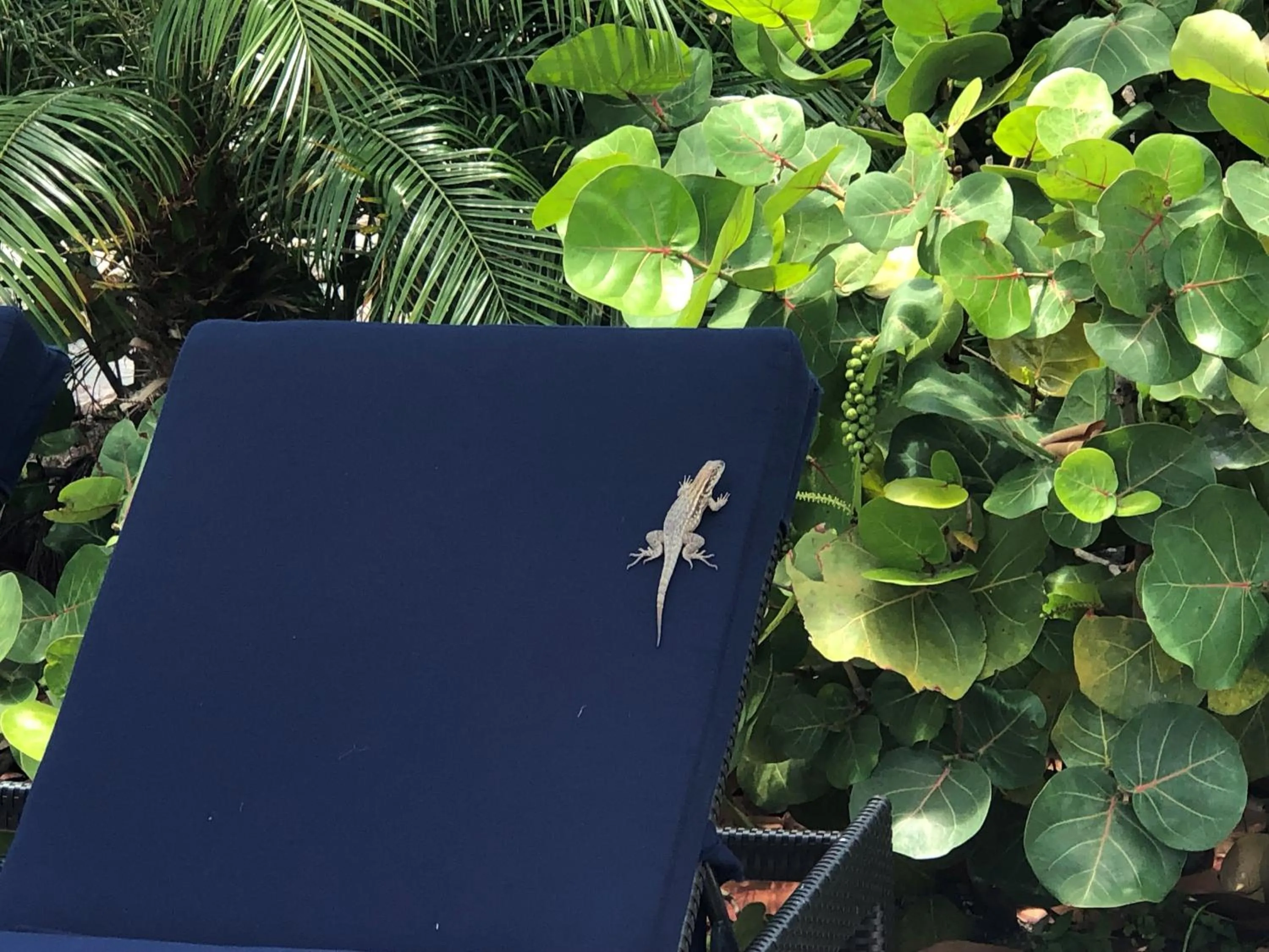 Swimming pool in Dolphin Cove