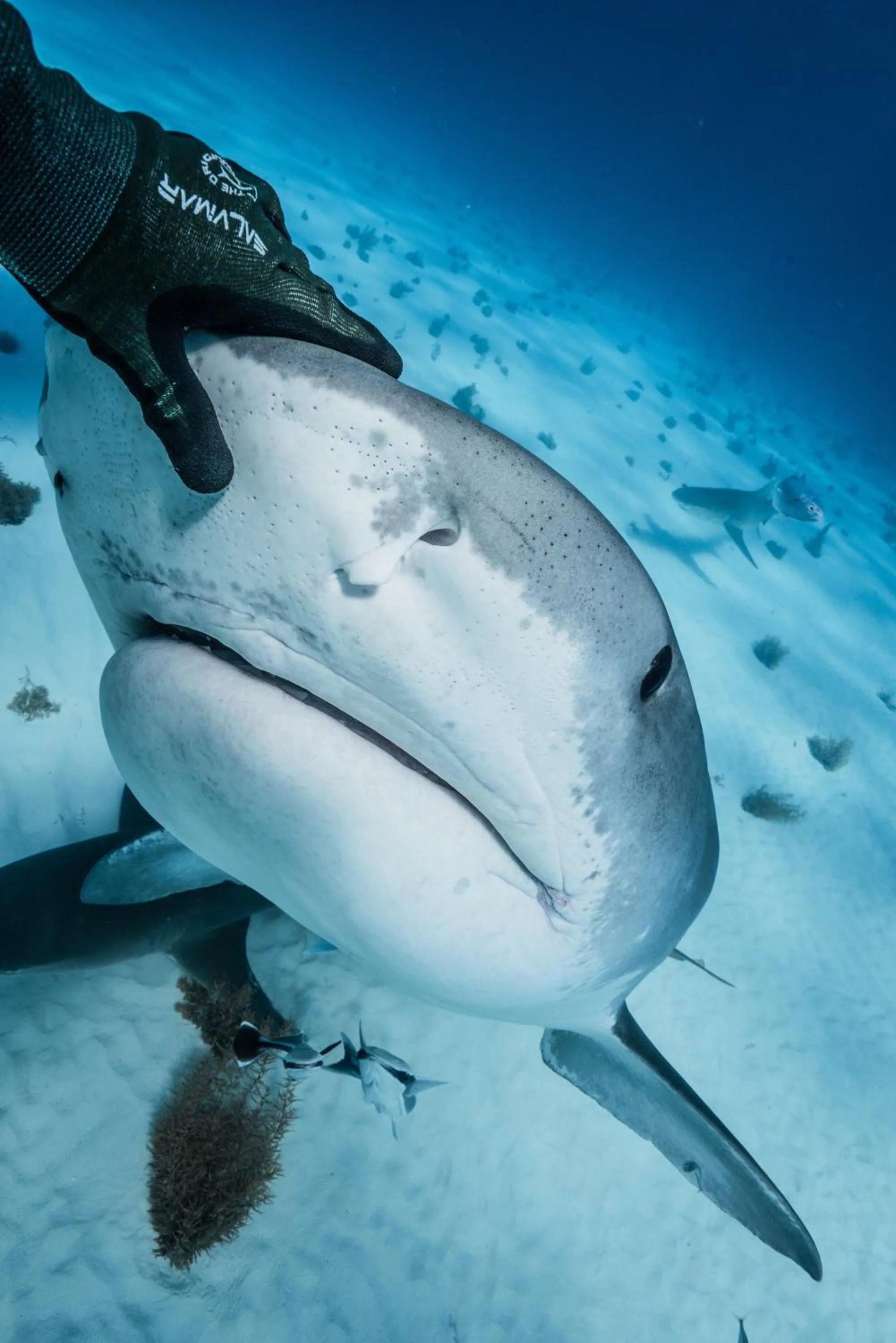 Diving in Dolphin Cove