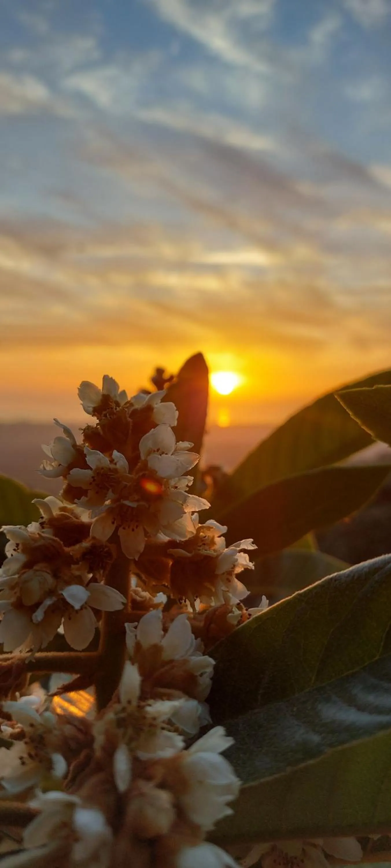 Natural landscape in Bellavista Versilia