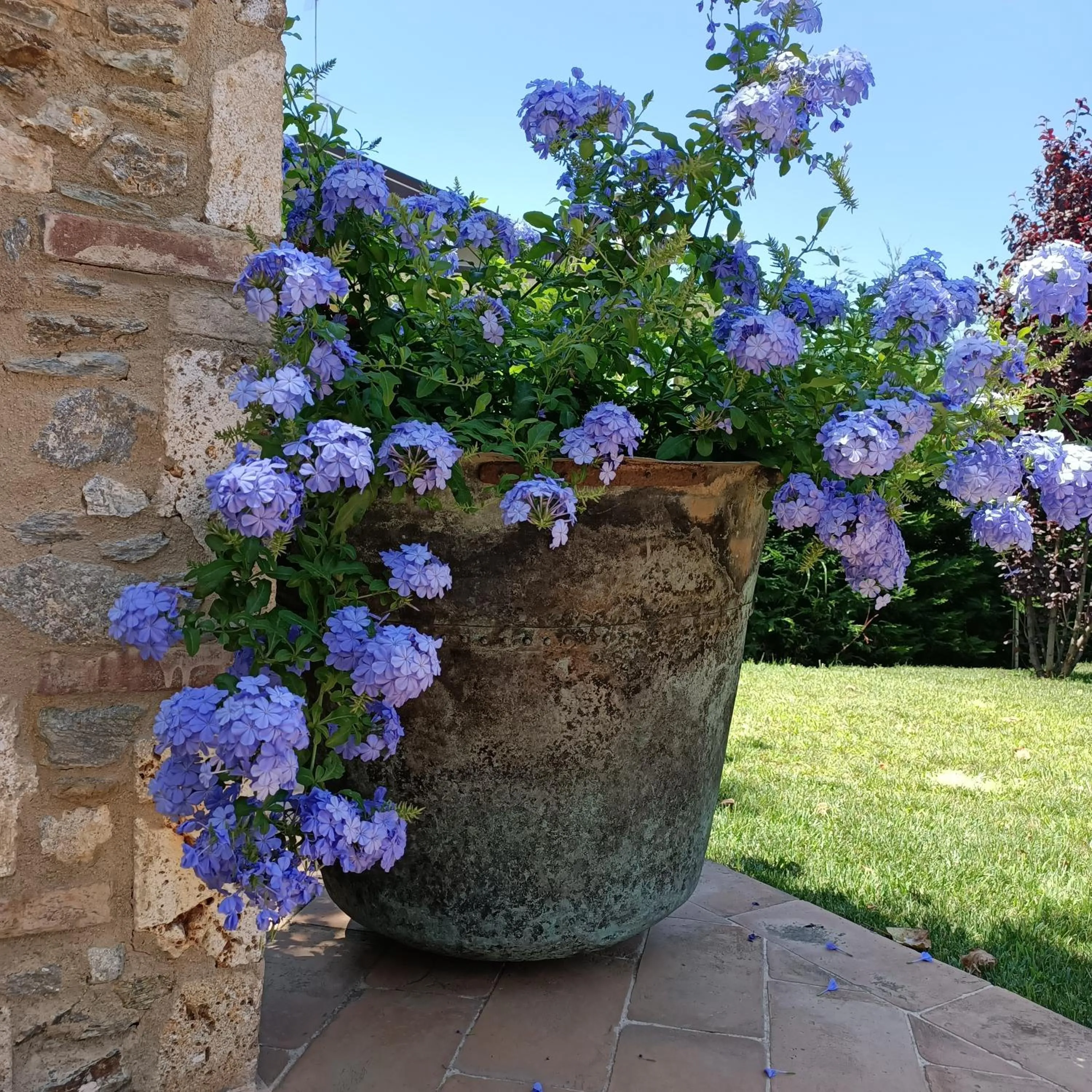 Garden in Casale1918