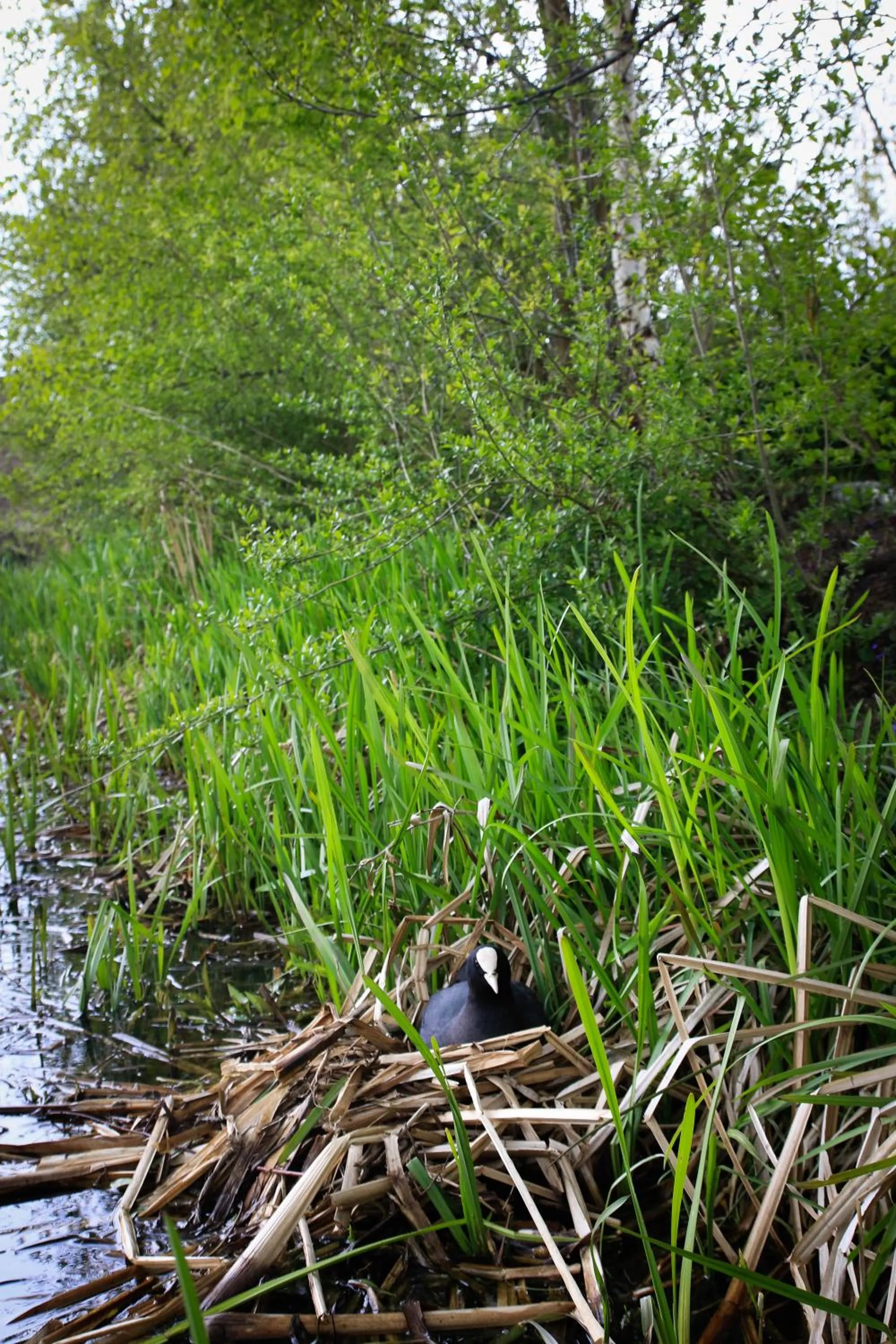 Garden in De Kopstoof