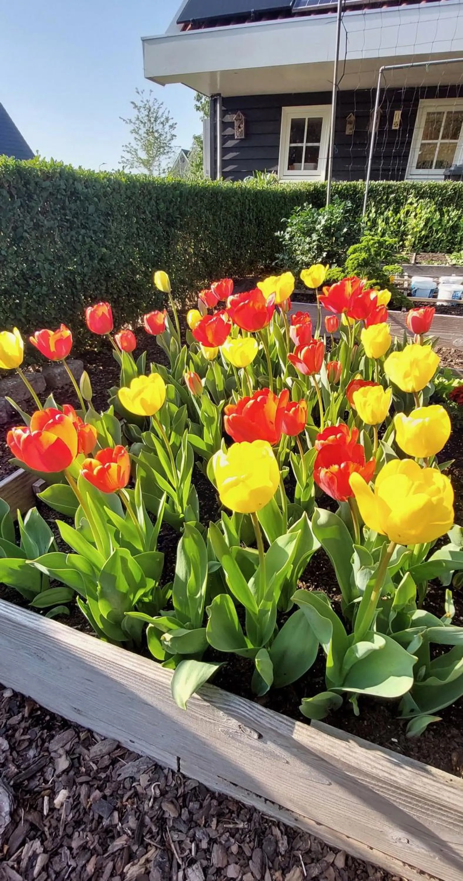 Garden in De Kopstoof