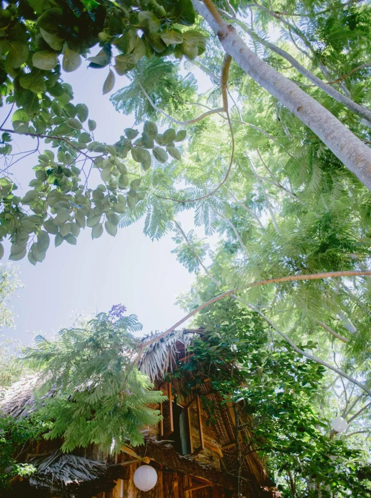 Spring in Đà Lạt Củi Homestay