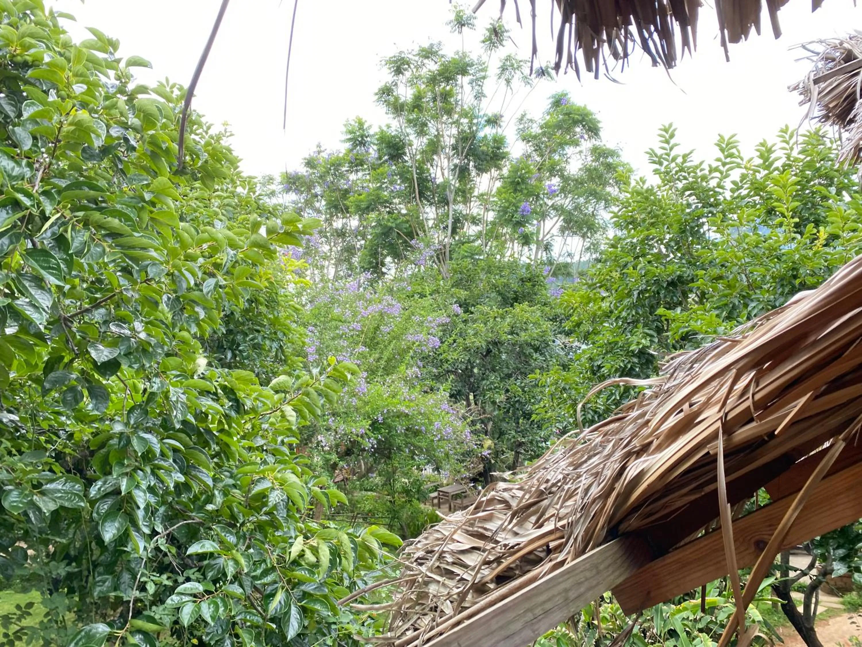 Garden in Đà Lạt Củi Homestay