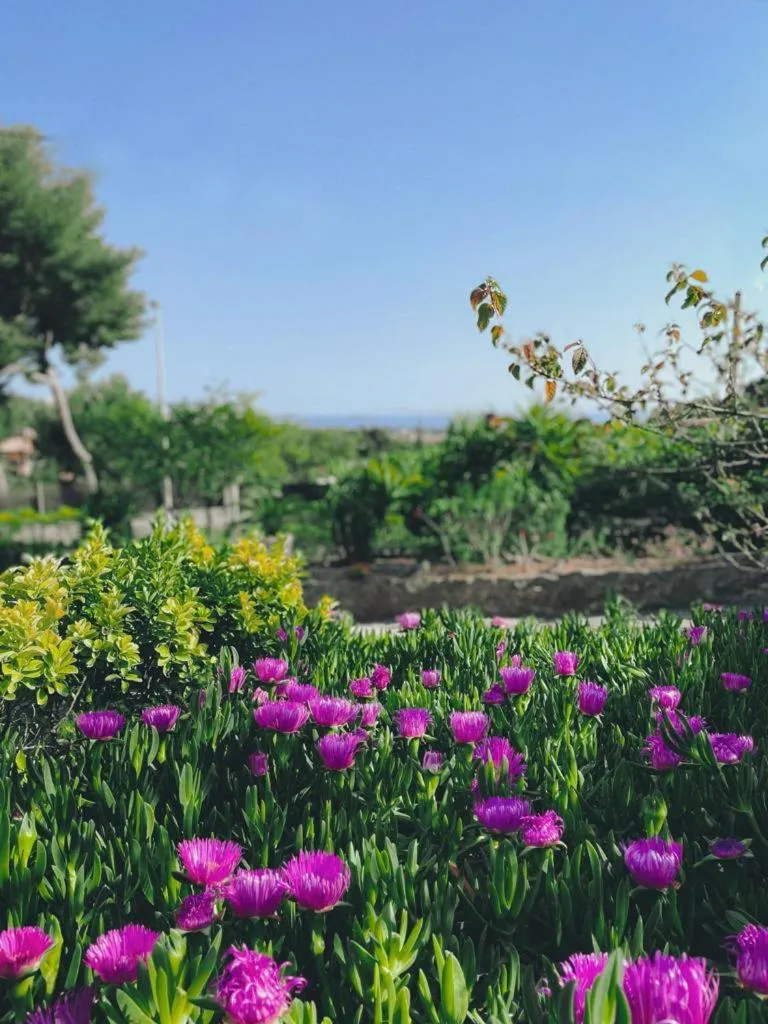 Garden in Villa Cocody